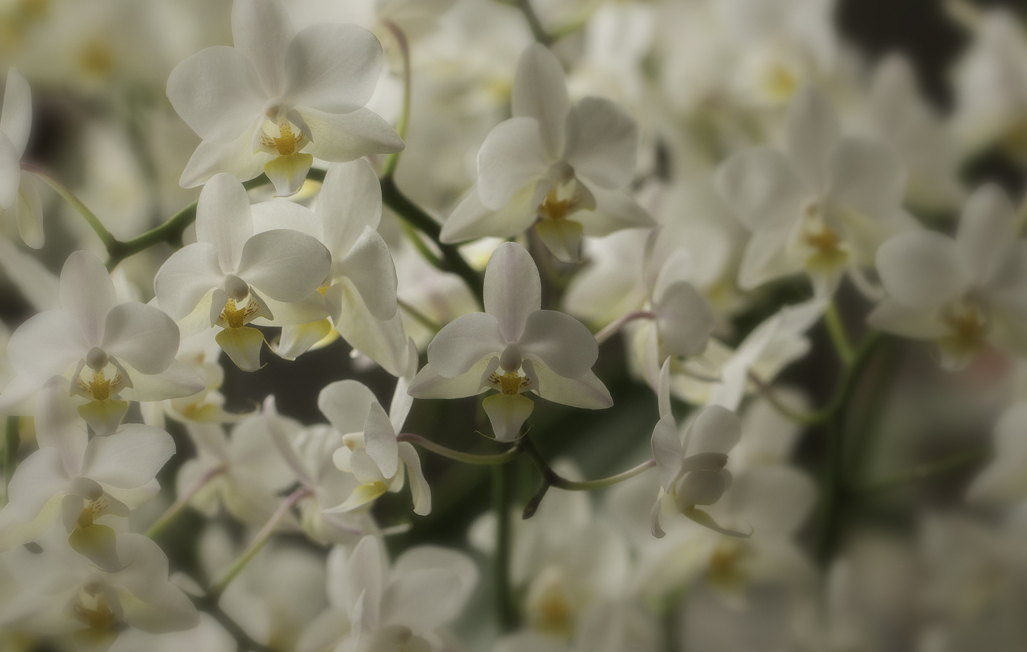 Canon EOS 650D (EOS Rebel T4i / EOS Kiss X6i) sample photo. Phalaenopsis orchids photography