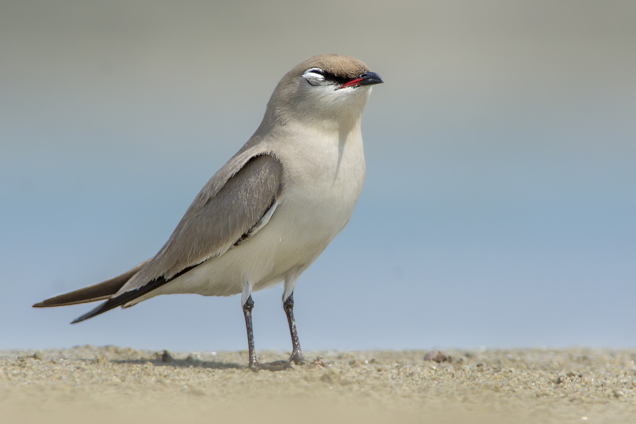 Nikon D7200 + Nikon AF-S Nikkor 300mm F4D ED-IF sample photo. Sun bathing photography