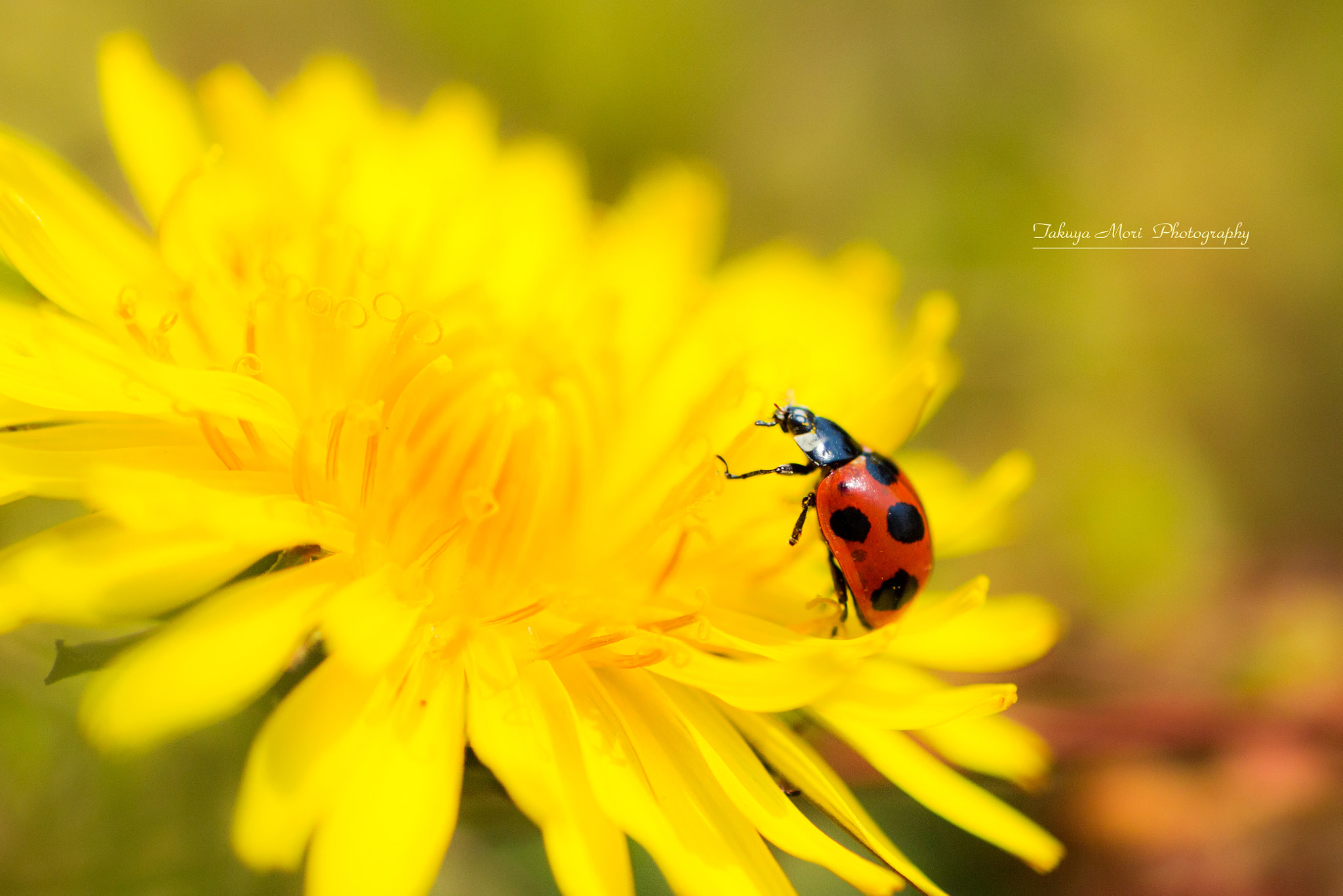 Canon EOS 70D + Tamron SP AF 90mm F2.8 Di Macro sample photo. 春色 photography