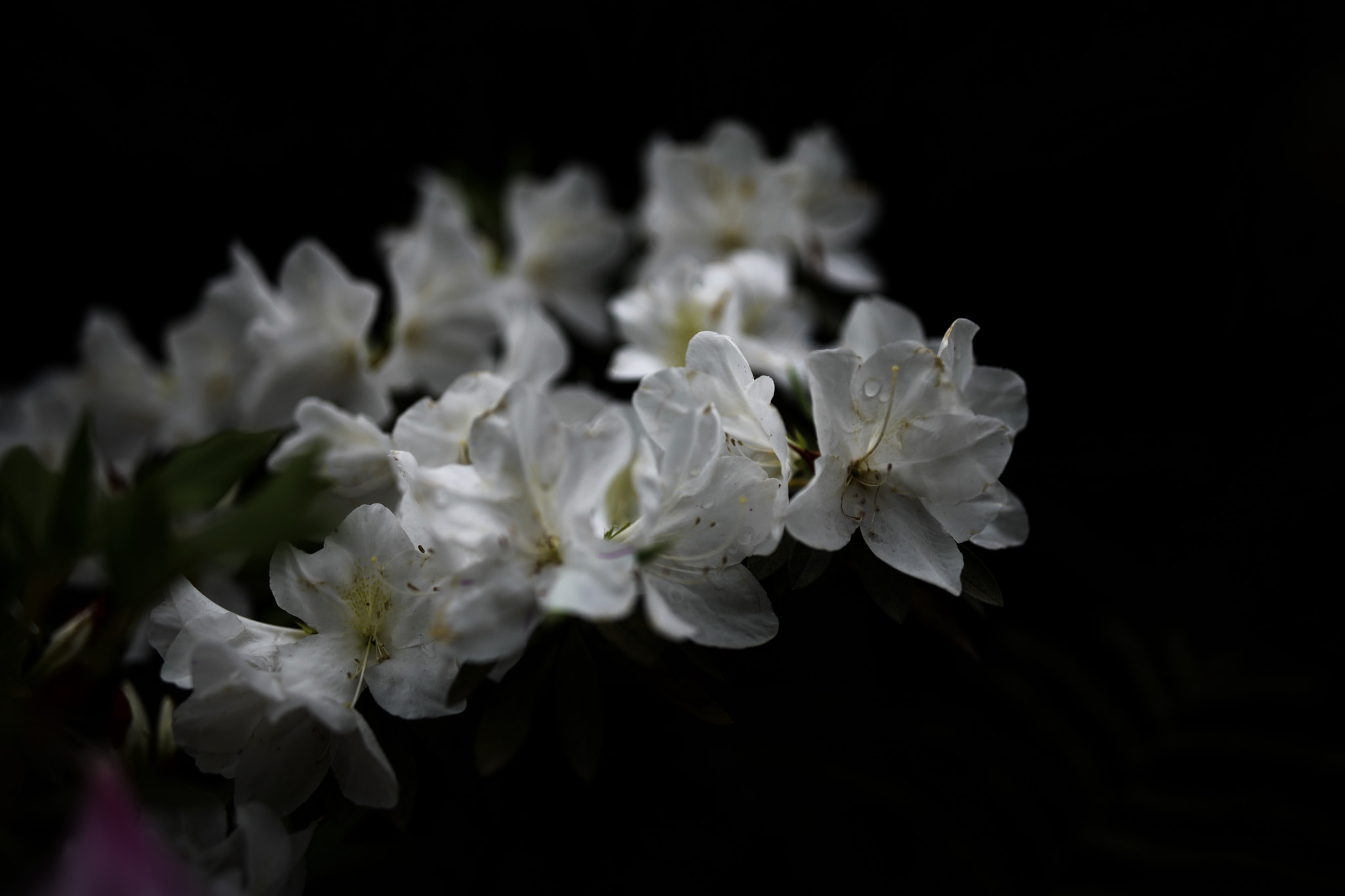 Leica SL (Typ 601) + Canon EF 35mm F1.4L II USM sample photo. Spring flower 35 photography
