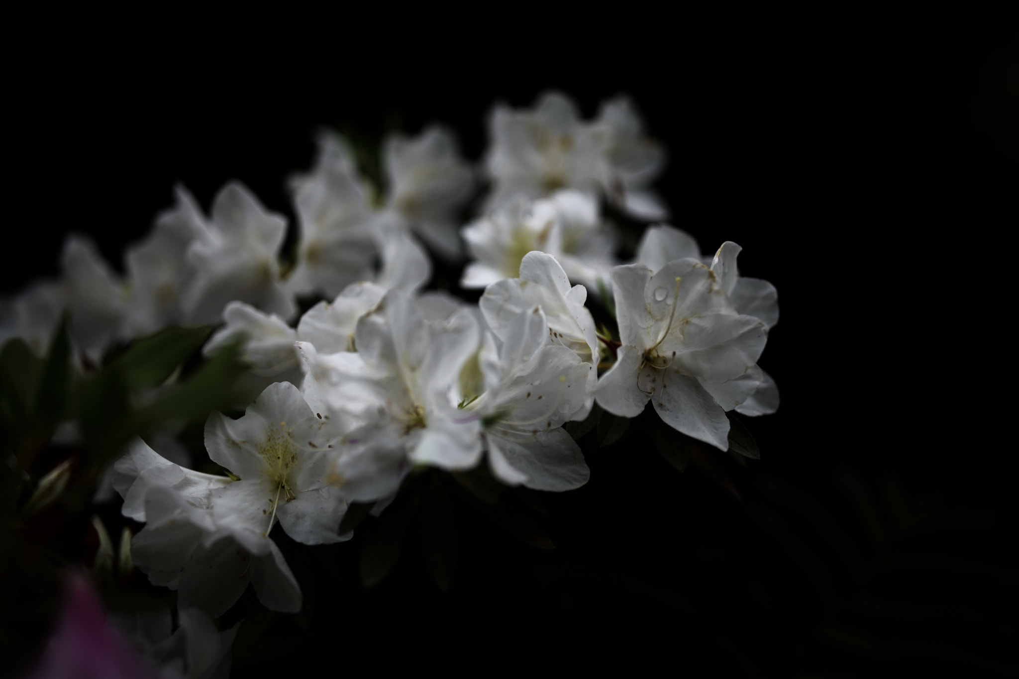 Canon EF 35mm F1.4L II USM sample photo. Spring flower 35 photography