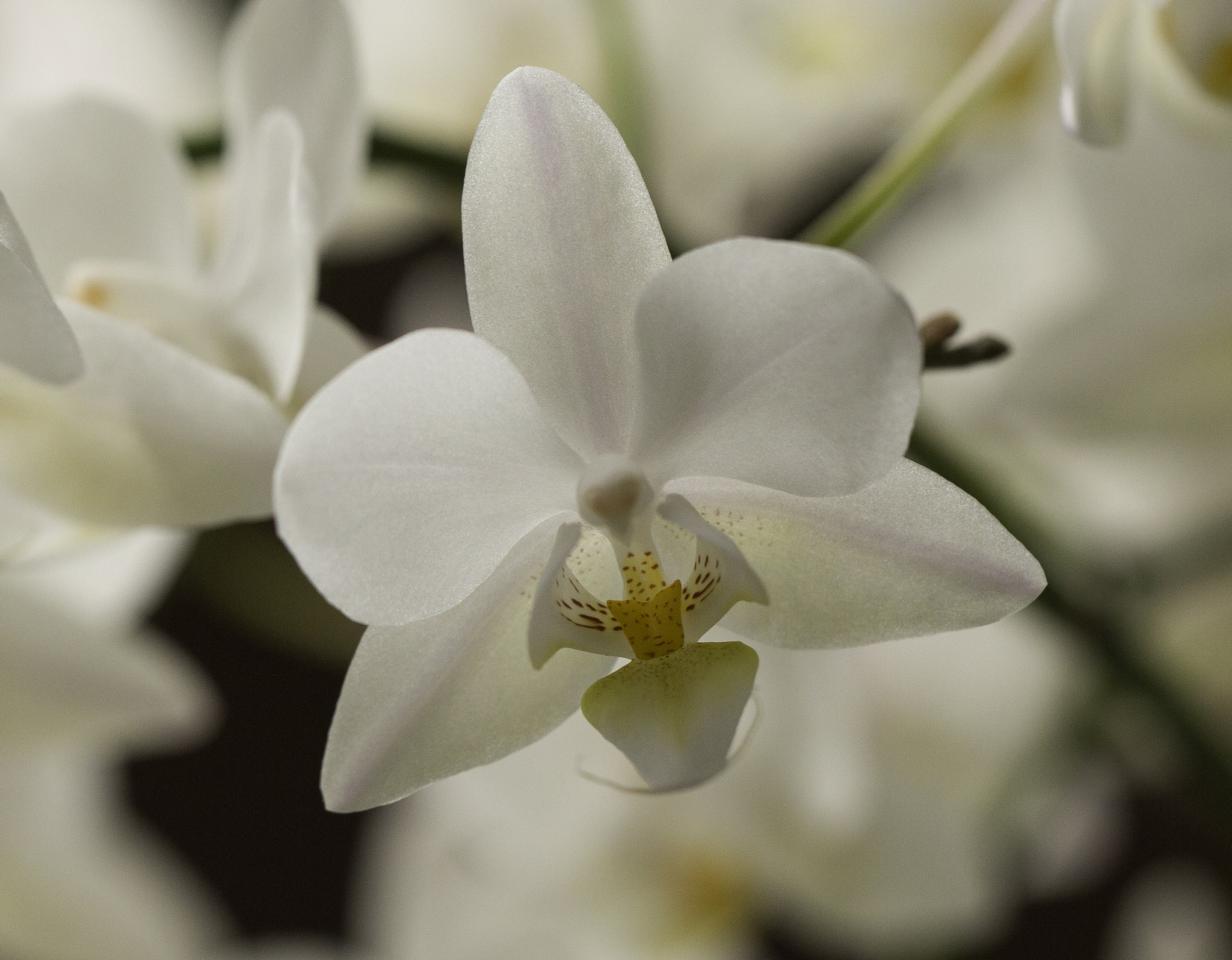 Canon EF 100mm F2.8L Macro IS USM sample photo. Phalaenopsis orchids photography