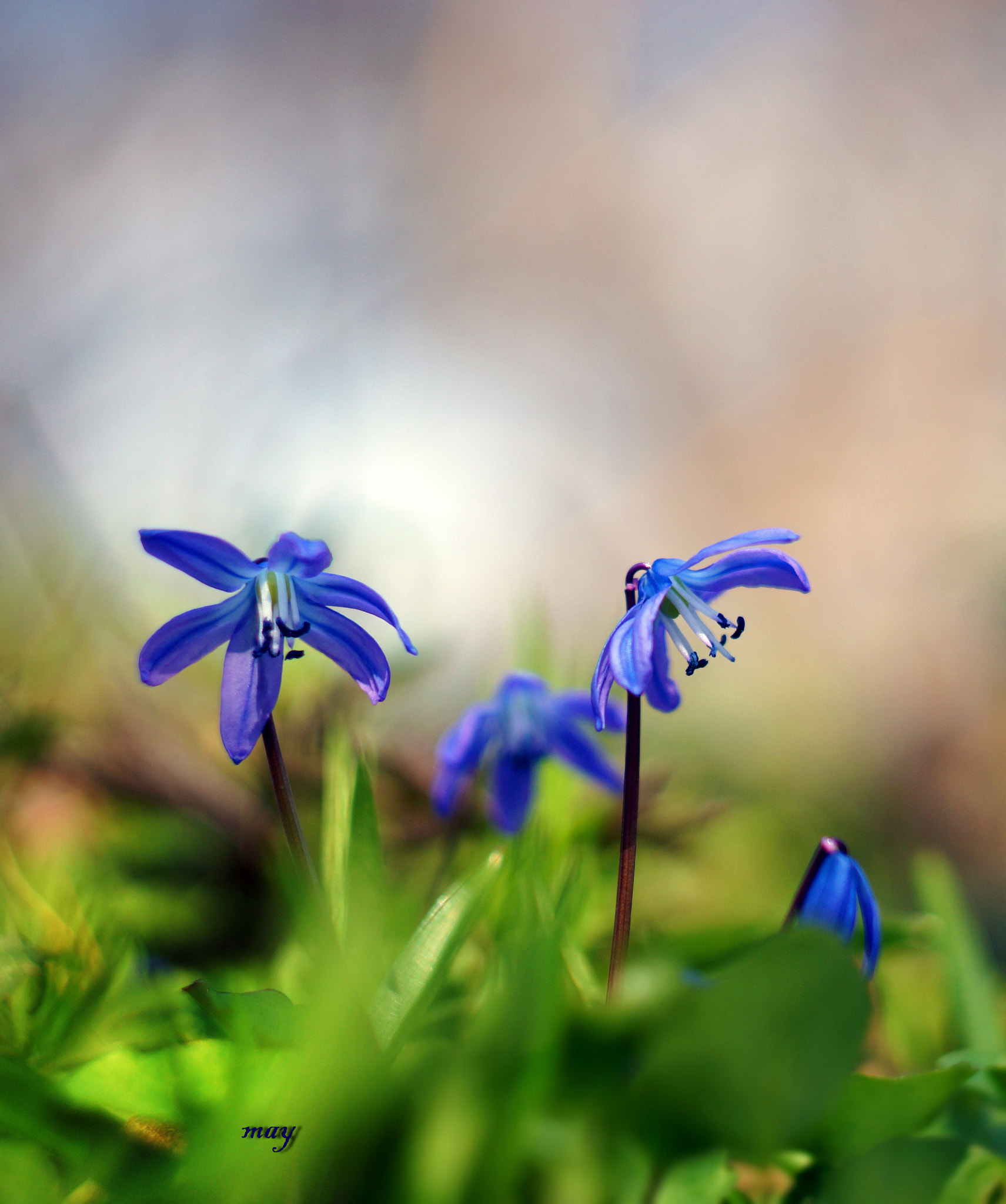 Sony SLT-A65 (SLT-A65V) + Minolta AF 50mm F1.7 sample photo. Blue-eyed spring.. photography