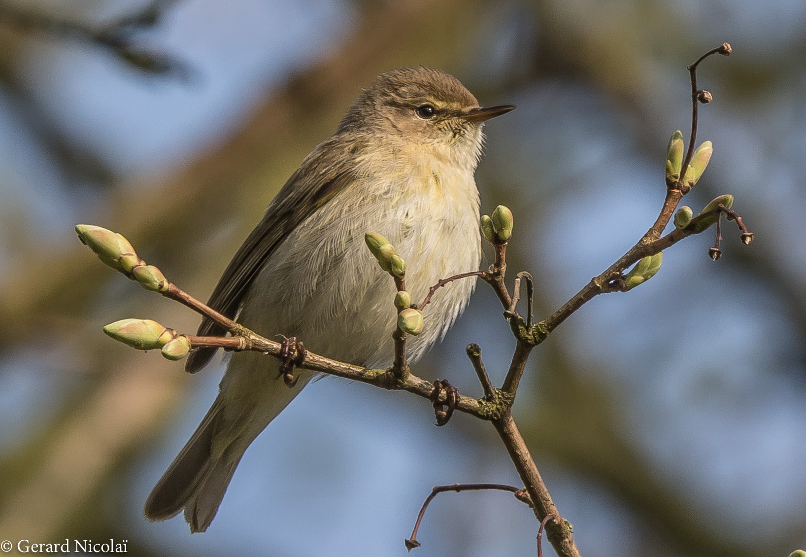 Canon EOS 7D Mark II + Canon EF 300mm F2.8L IS USM sample photo. Common whitetroat photography