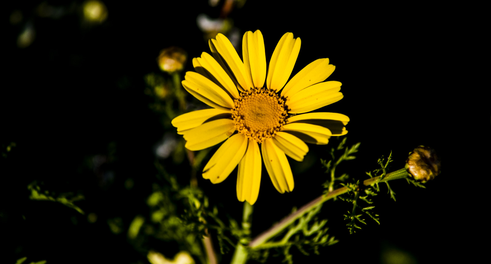 AF Zoom-Nikkor 70-210mm f/4 sample photo. Flower photography