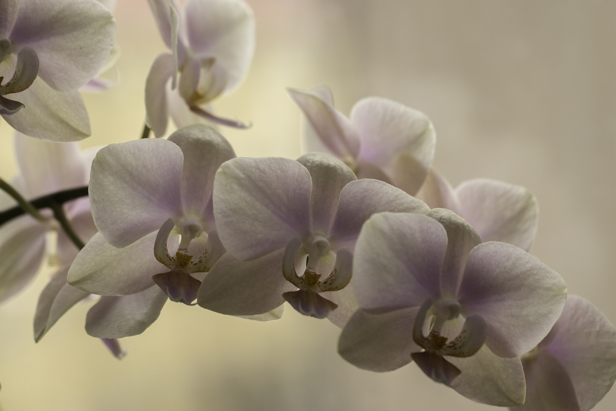 Canon EOS 650D (EOS Rebel T4i / EOS Kiss X6i) sample photo. Phalaenopsis orchids photography