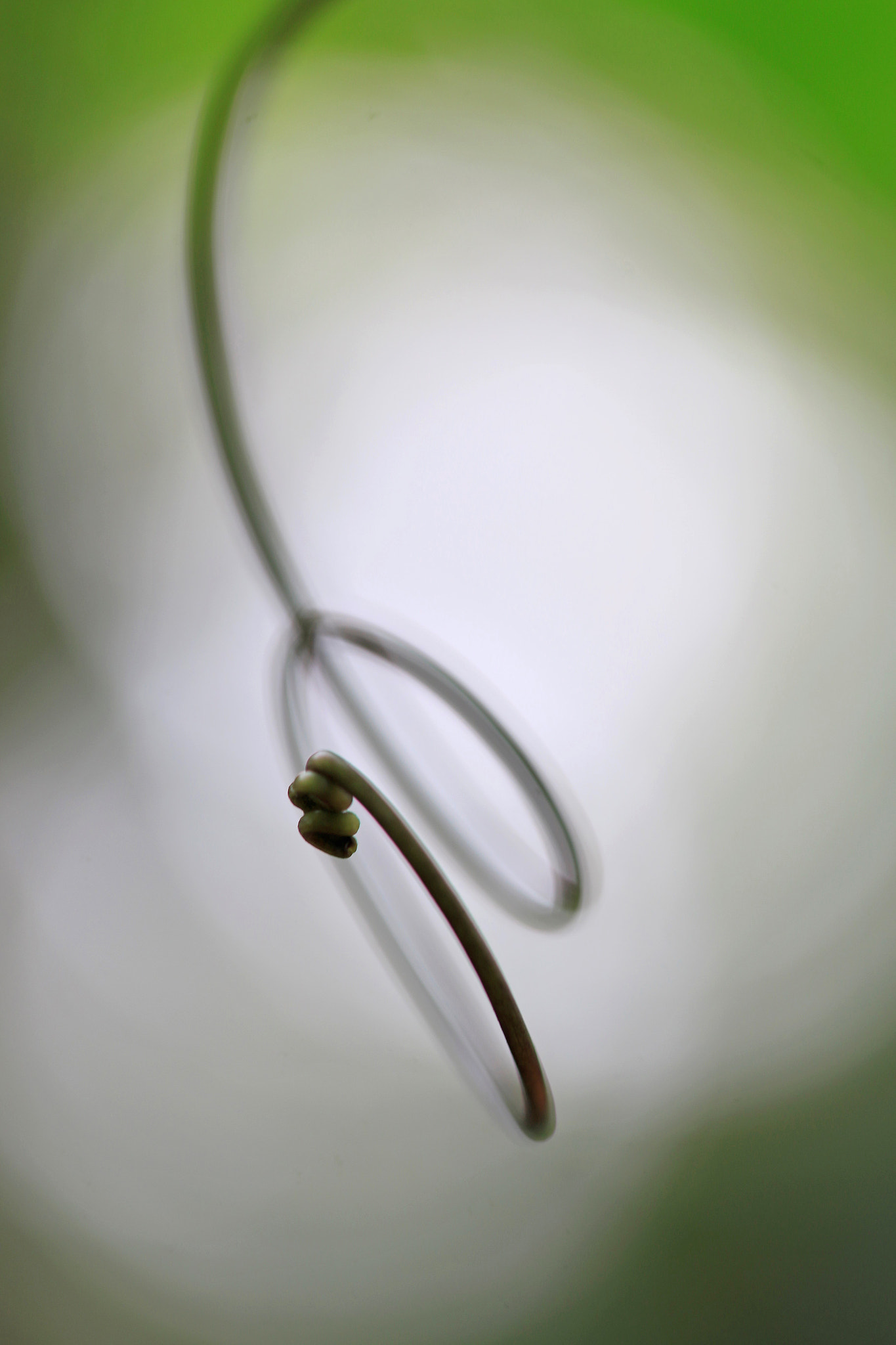 Canon EF 100mm F2.8L Macro IS USM sample photo. Gentle curves photography