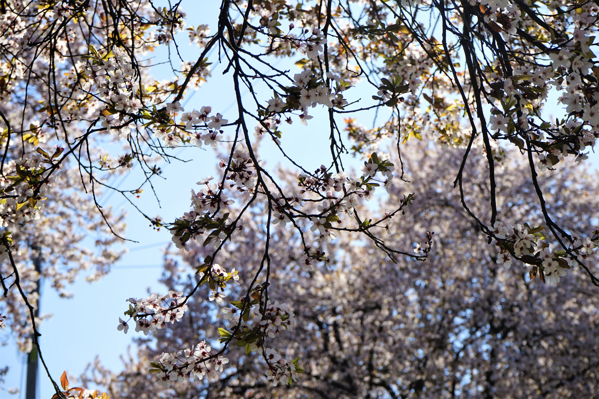 Sony a7 sample photo. Spring time - cherry tree photography