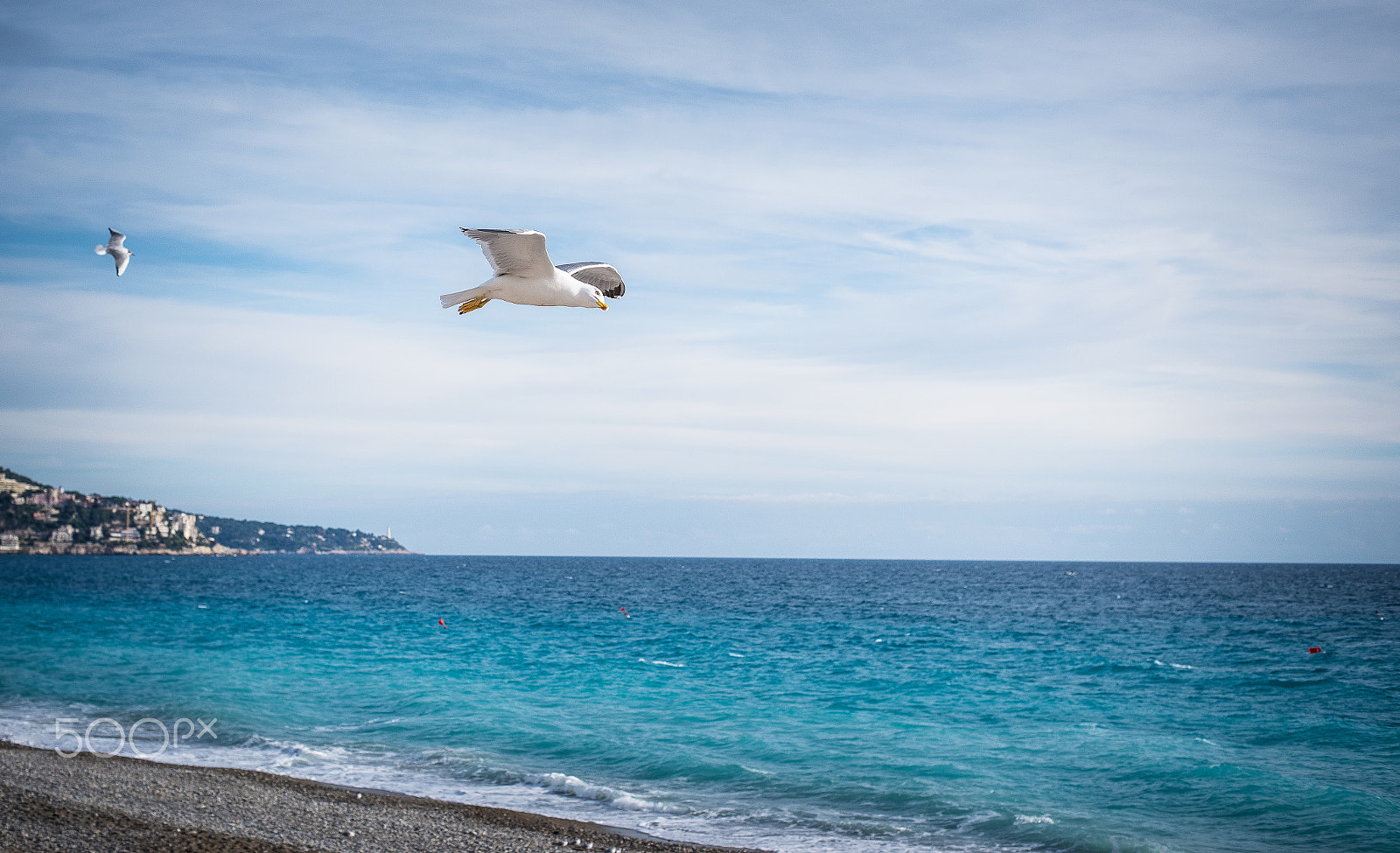 Nikon D610 sample photo. Seagull photography