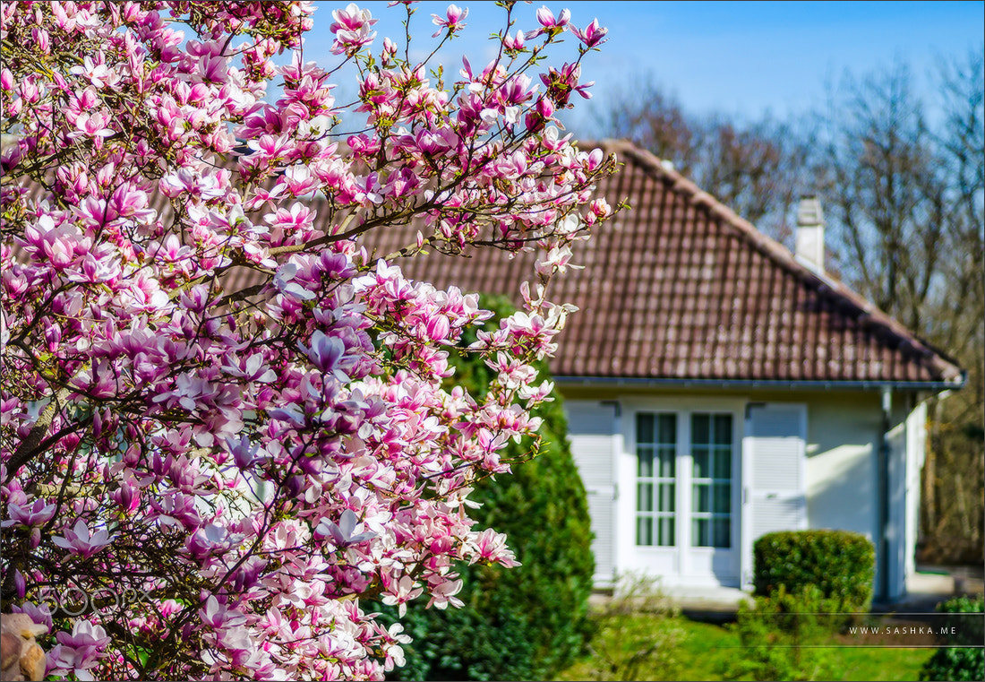 Sony a99 II + Minolta AF 100mm F2.8 Macro [New] sample photo. Classic french house in residential district of strasbourg, blos photography