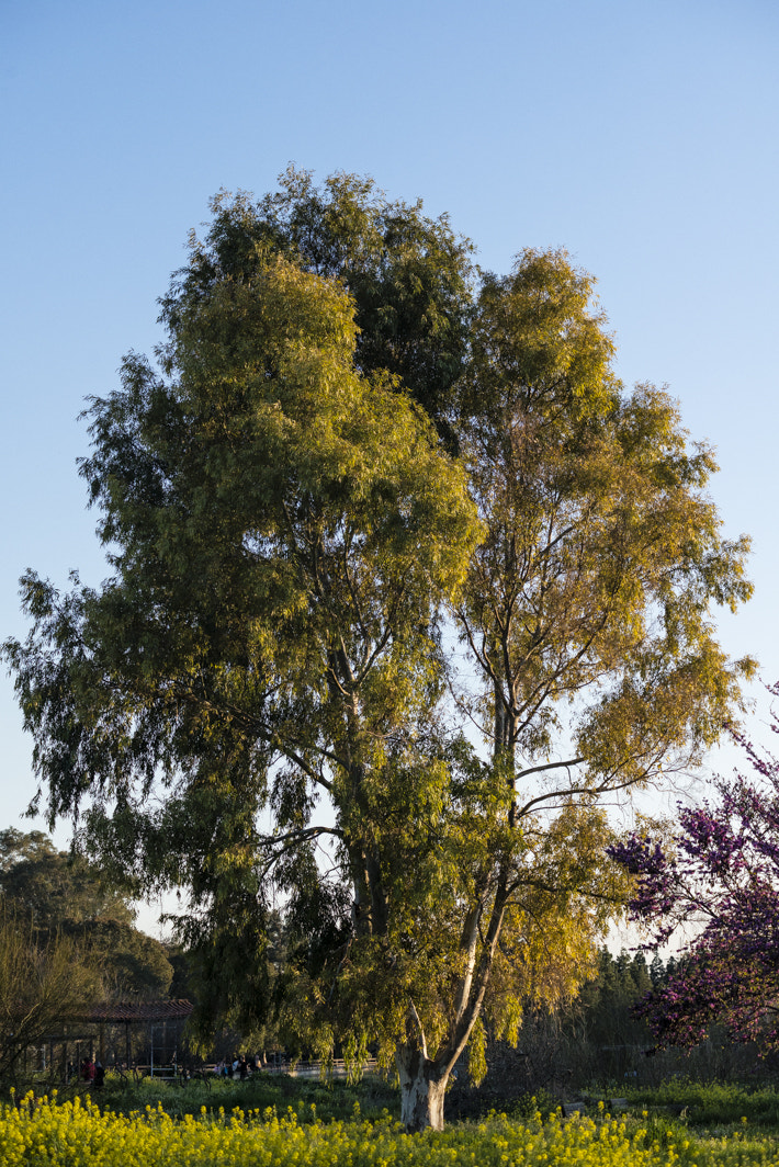AF Zoom-Nikkor 70-210mm f/4 sample photo. Big tree photography