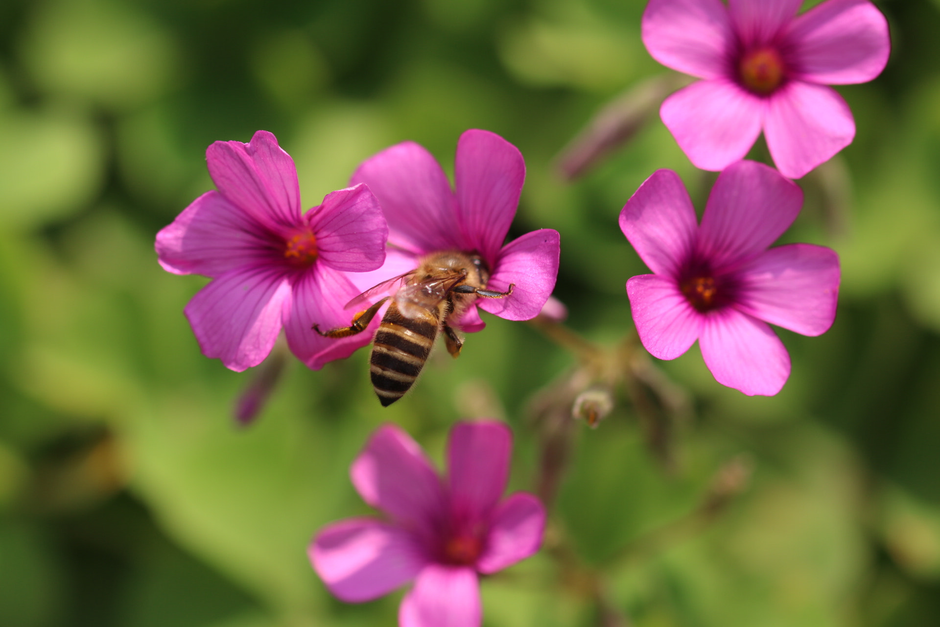 Canon EOS 70D + Sigma 105mm F2.8 EX DG OS HSM sample photo. 忙碌 photography