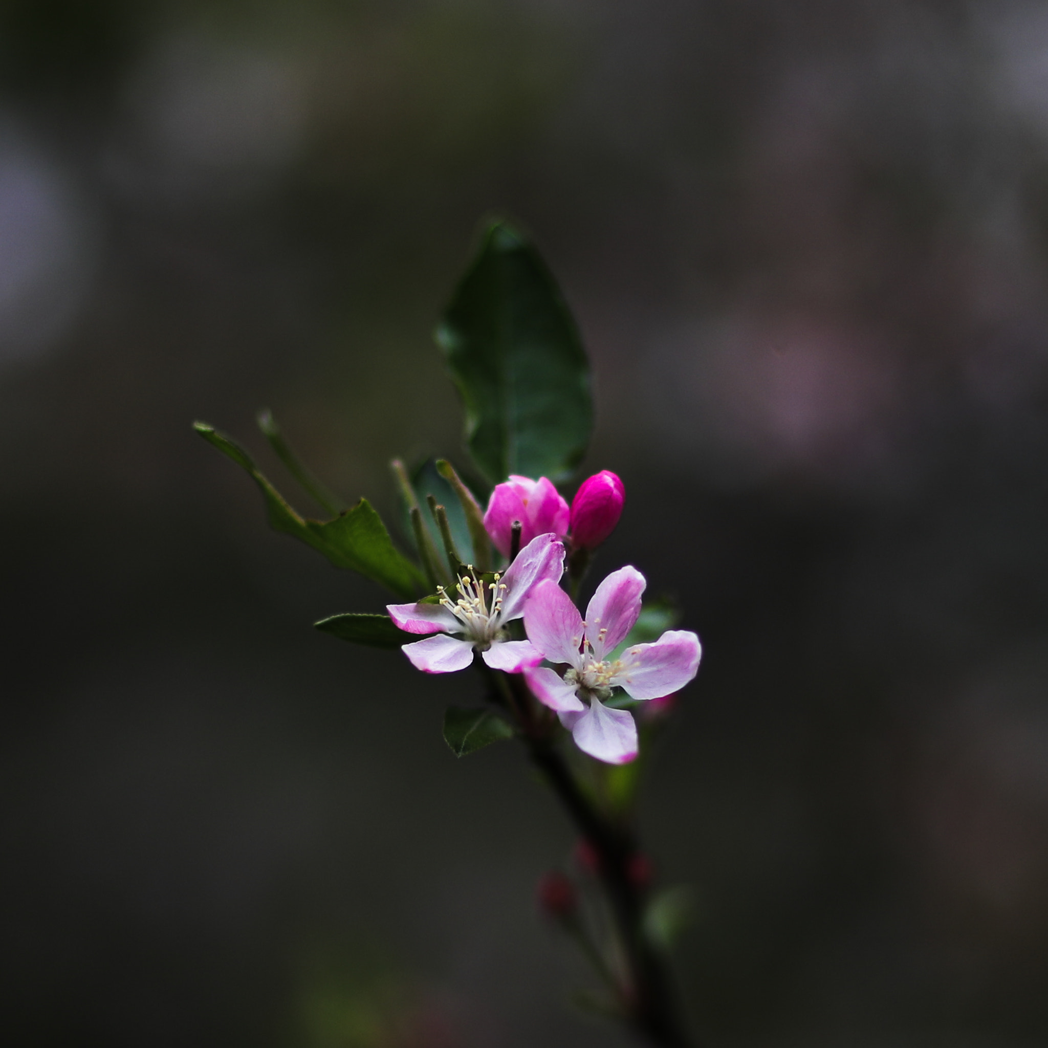 Canon EOS-1D X Mark II + Canon EF 85mm F1.2L II USM sample photo. Spring flower 37 photography