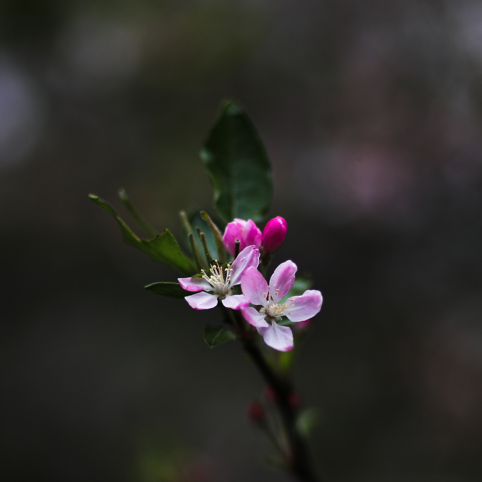 Canon EF 85mm F1.2L II USM sample photo. Spring flower 37 photography