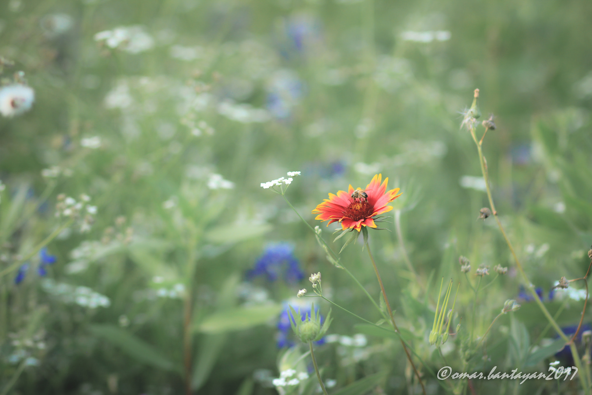 Canon EOS 60D + Canon EF 85mm F1.8 USM sample photo. It's okay to be different photography