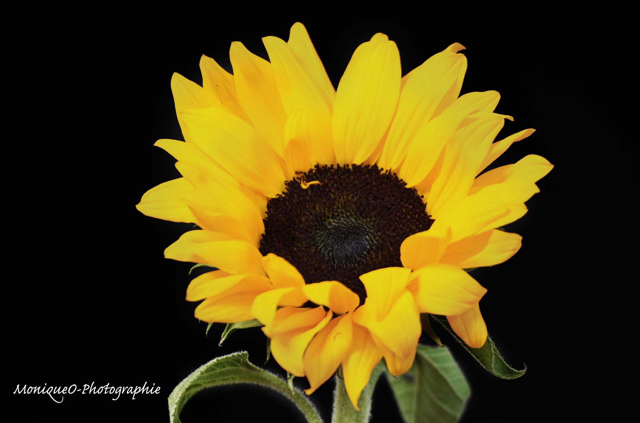 Nikon D5100 + Tamron SP 70-300mm F4-5.6 Di VC USD sample photo. Sunflower photography