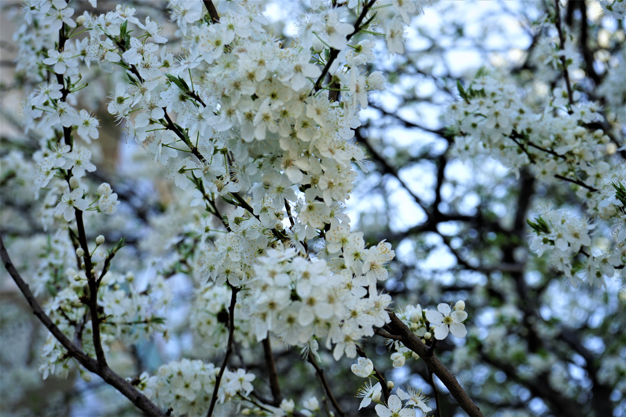 Sony FE 28-70mm F3.5-5.6 OSS sample photo. Spring time photography