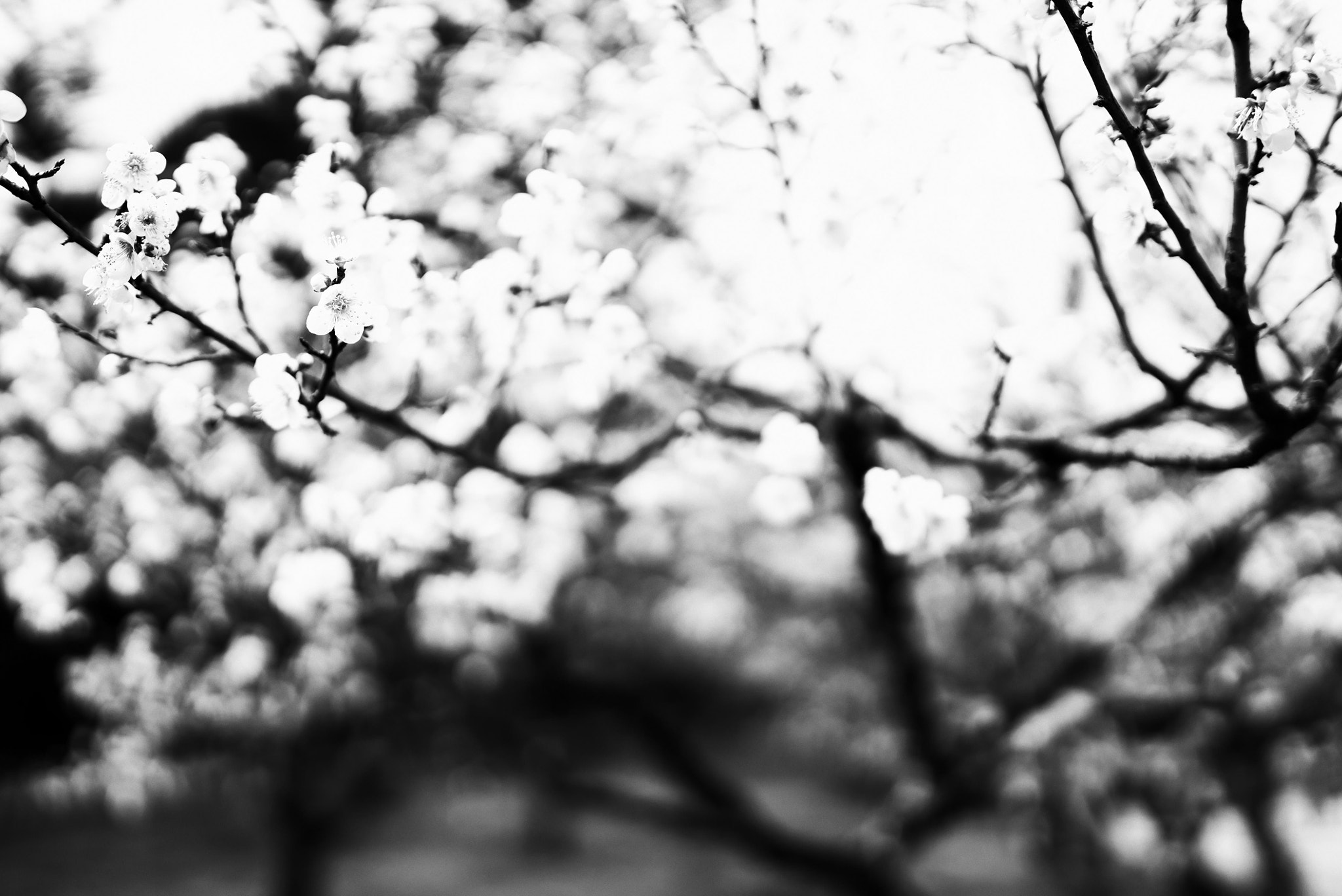 Sigma 35mm F1.4 DG HSM Art sample photo. 兼六園／梅林 photography