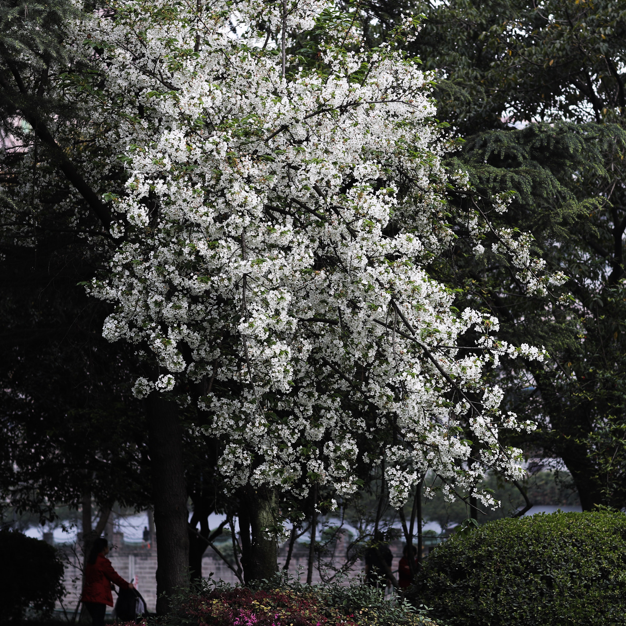 Canon EF 85mm F1.2L II USM sample photo