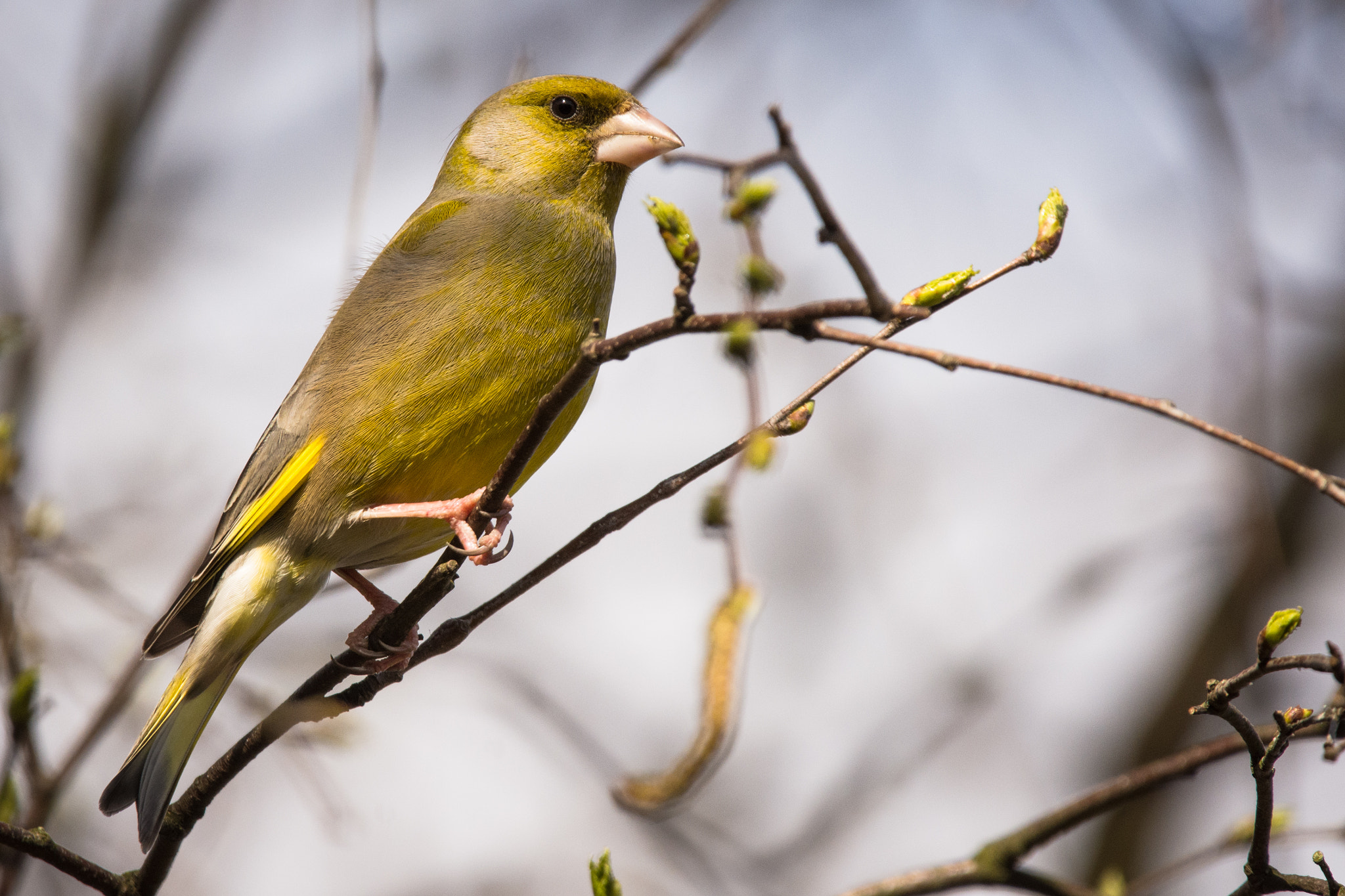 Sigma 150-600mm F5-6.3 DG OS HSM | C sample photo. Greenfinch perching photography