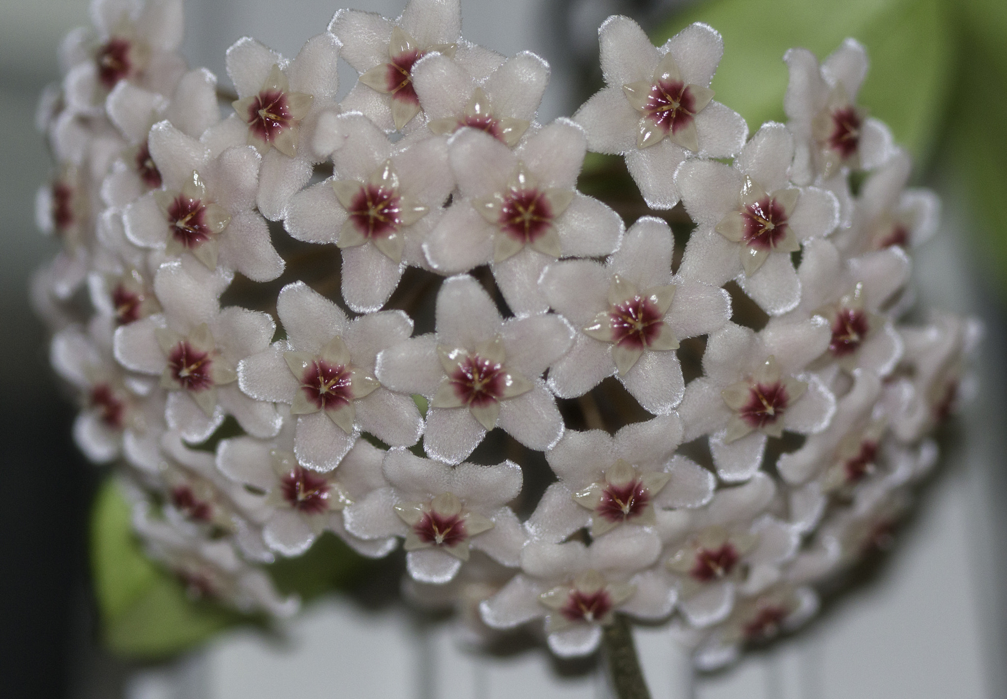 Canon EF 100mm F2.8 Macro USM sample photo. Hoya photography