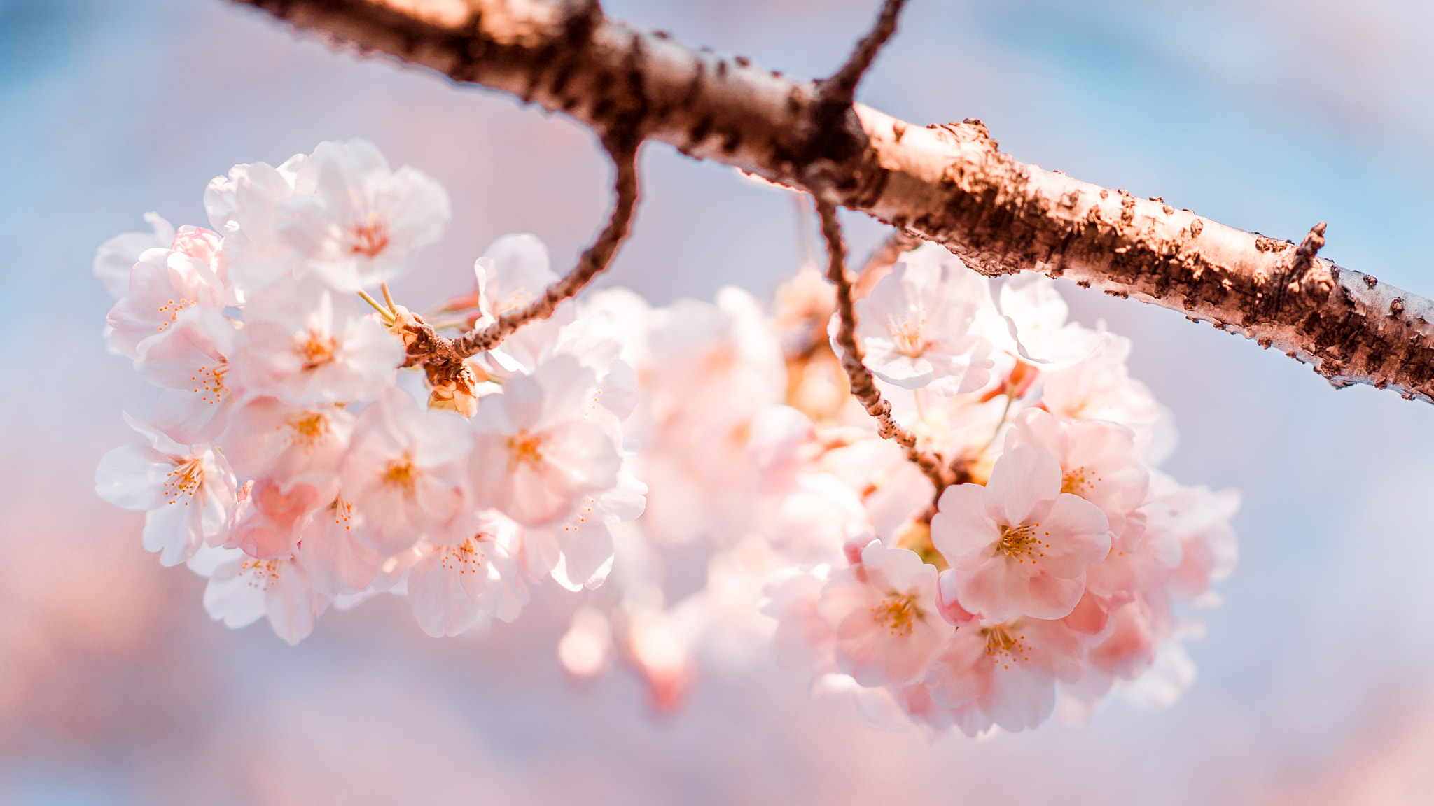 Sony a7S sample photo. 桜-花小金井 photography