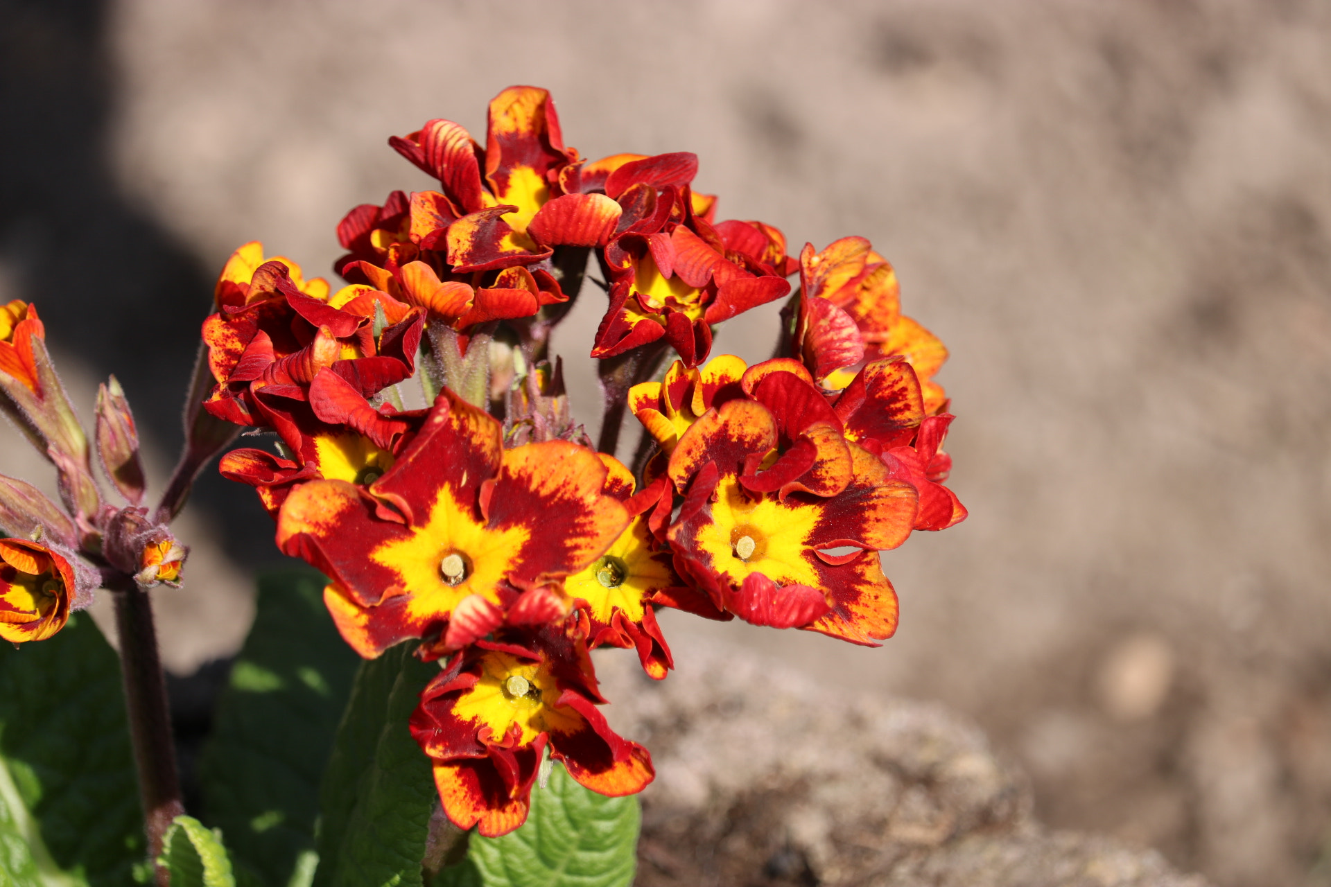 Canon EF-S 55-250mm F4-5.6 IS STM sample photo