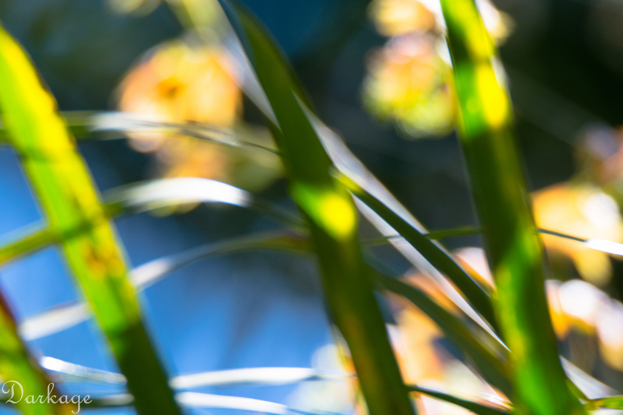 Nikon D7100 sample photo. Colorful photography