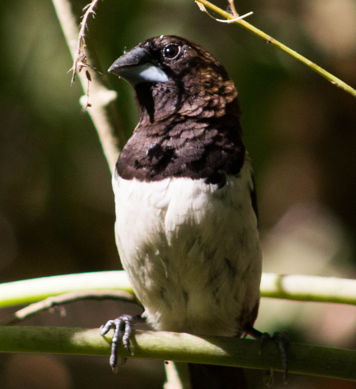 Canon EOS 1200D (EOS Rebel T5 / EOS Kiss X70 / EOS Hi) + EF75-300mm f/4-5.6 sample photo. White rumped munia photography