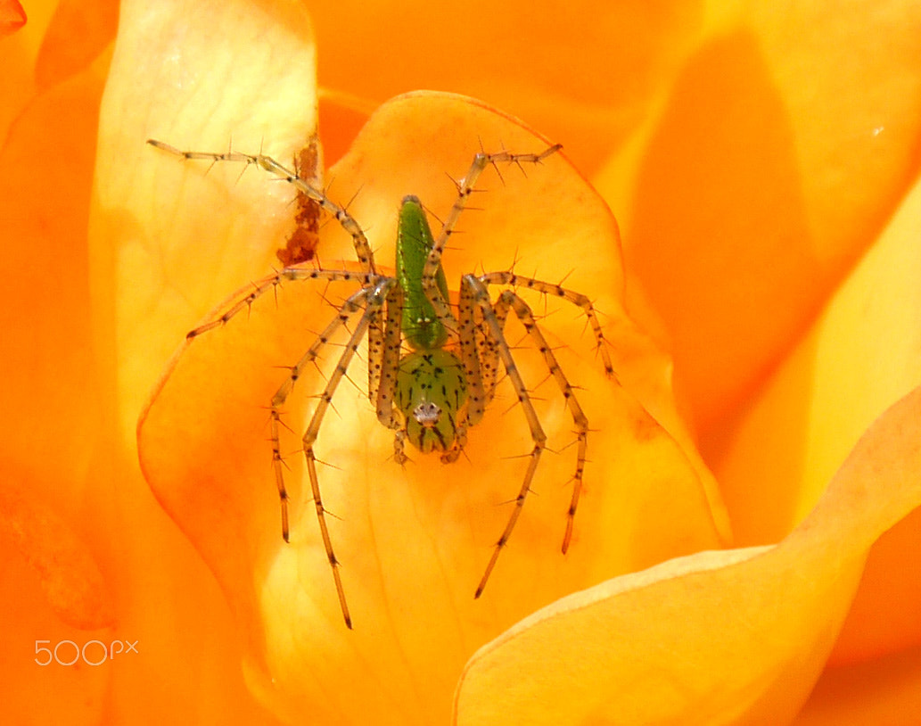 Panasonic Lumix DMC-G5 sample photo. Green spider photography