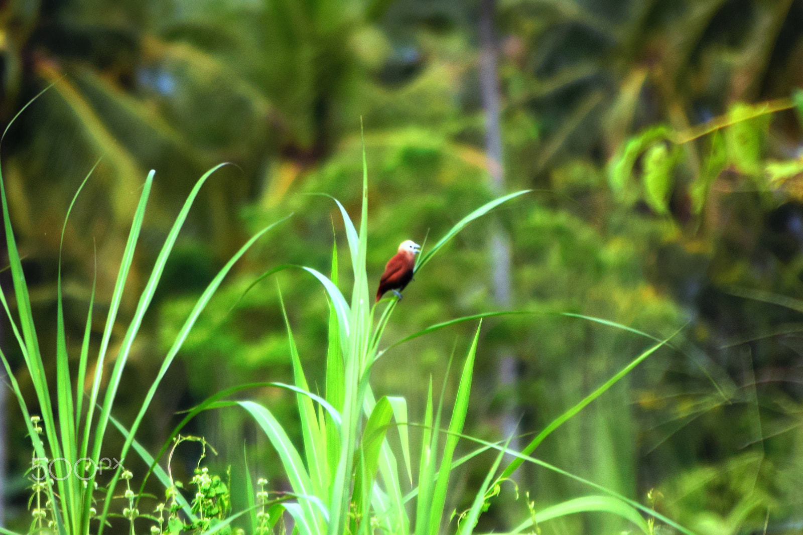 Nikon D3300 + Nikon AF-S DX Nikkor 55-200mm F4-5.6G VR sample photo. Little bird photography