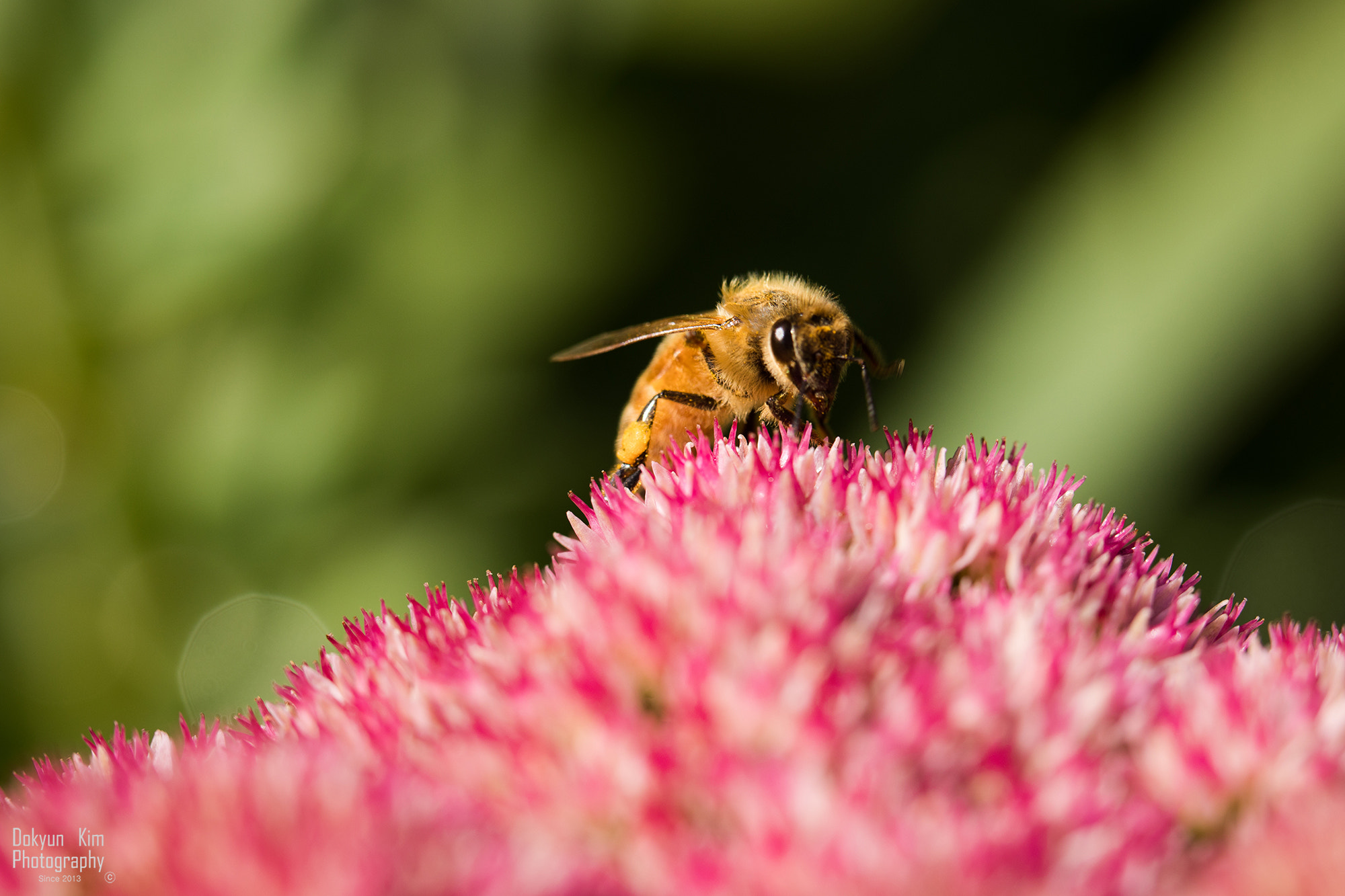 Canon EF 100mm F2.8L Macro IS USM sample photo. Bee photography