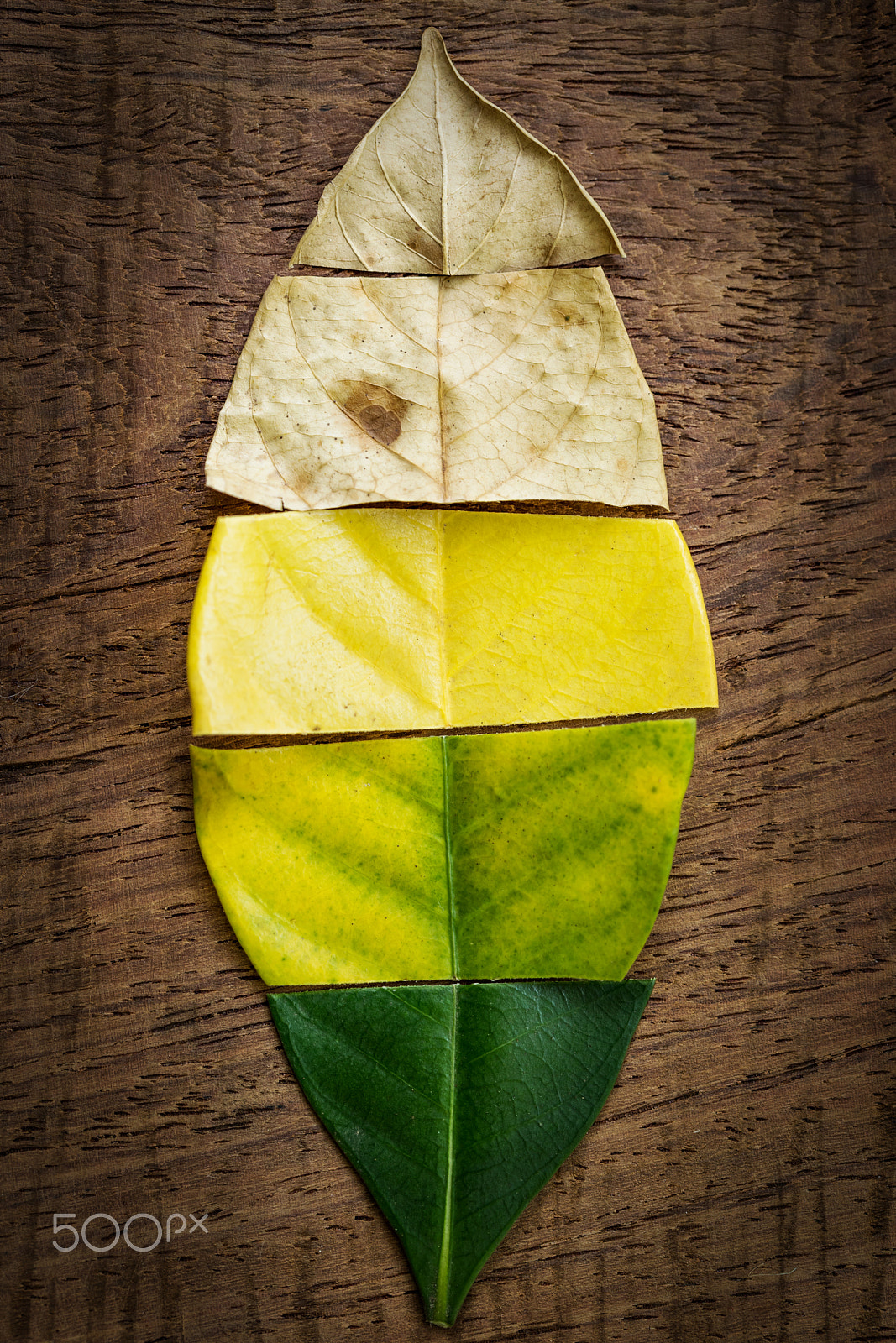 Sony a7 II + Tamron 18-270mm F3.5-6.3 Di II PZD sample photo. Creative layout of colorful autumn leaves. flat lay on wooden background  season concept. photography