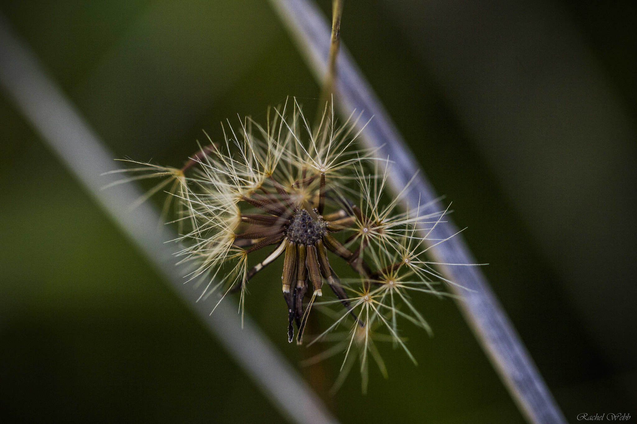 Canon EF 100mm F2.8L Macro IS USM sample photo. Rotorua sharp photography