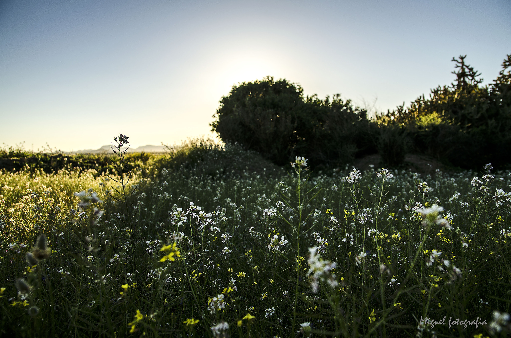 Sigma 17-50mm F2.8 EX DC OS HSM sample photo. Incluso en las sombras hay belleza  photography