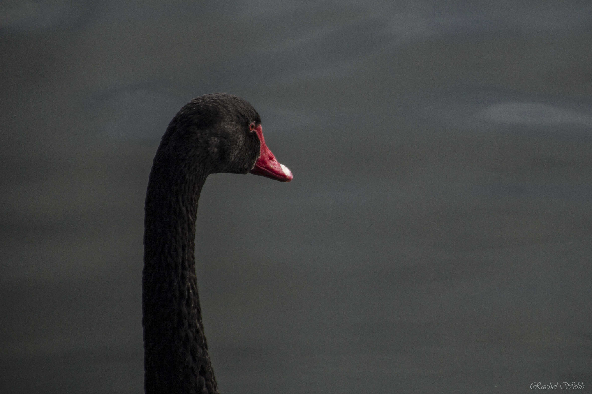 Canon EOS 550D (EOS Rebel T2i / EOS Kiss X4) sample photo. Rotorua swan photography
