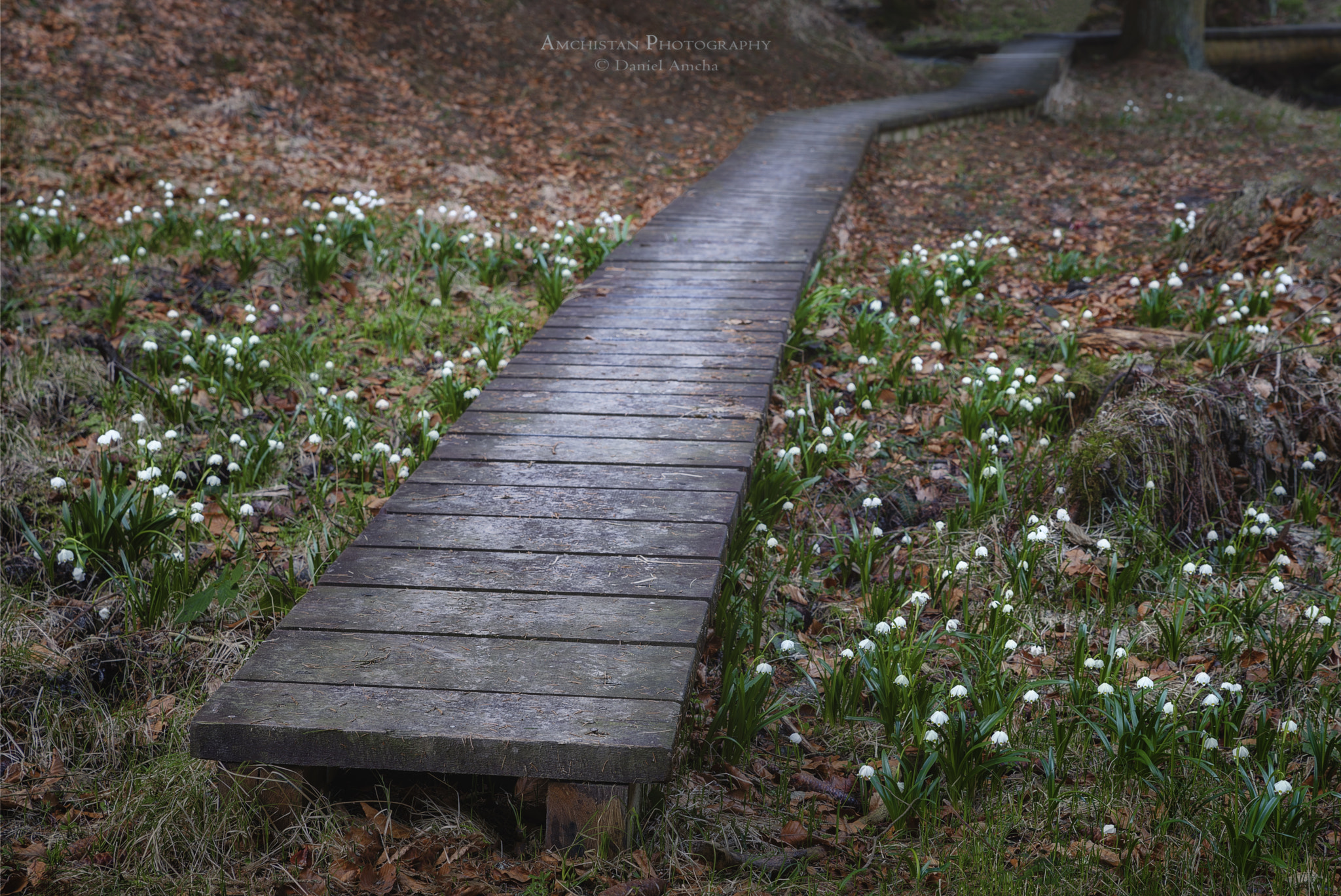 Pentax K-1 sample photo. Wooden duckboard in the vošmenda valley photography