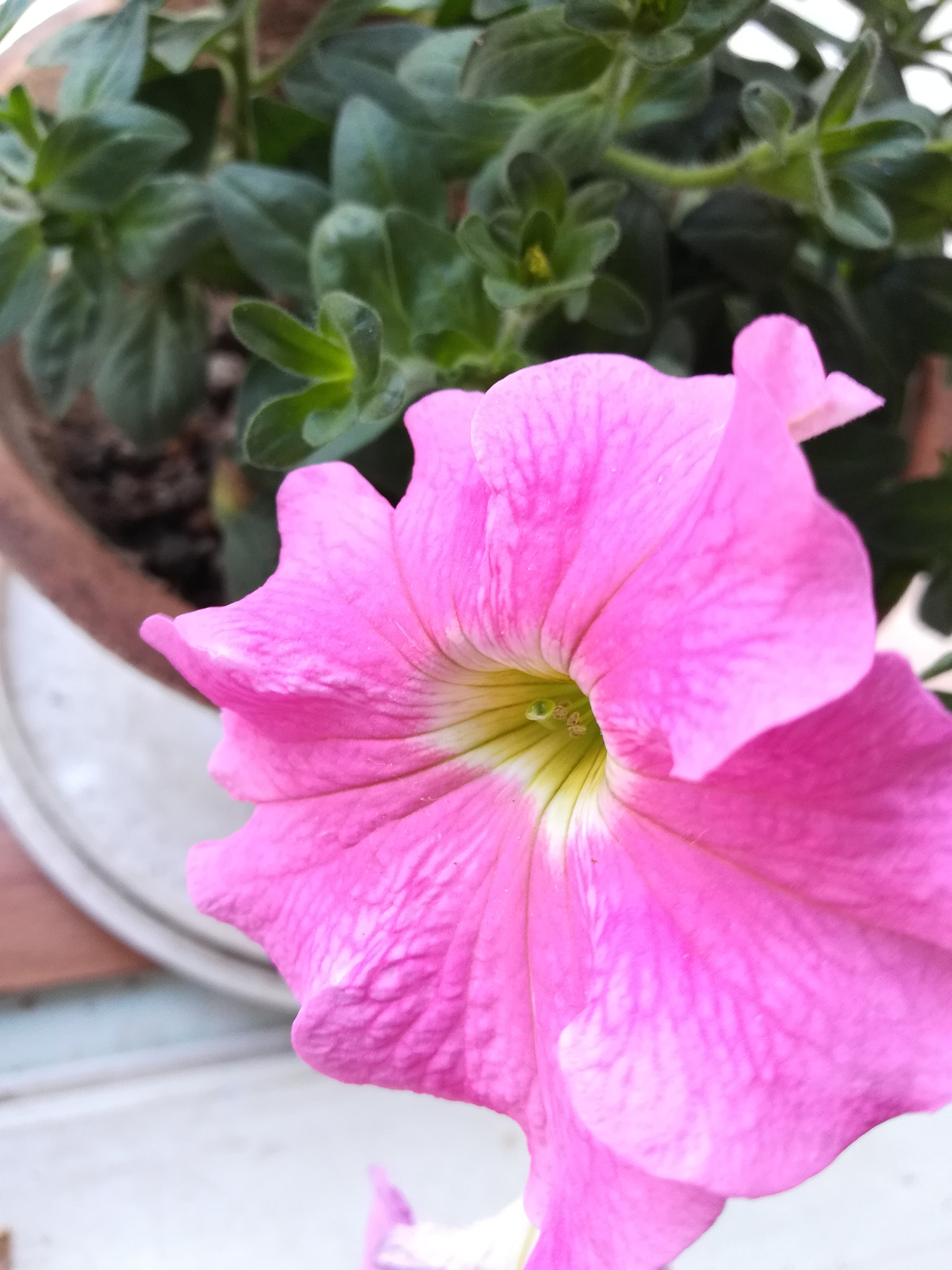 HUAWEI c??Eu?s 6X sample photo