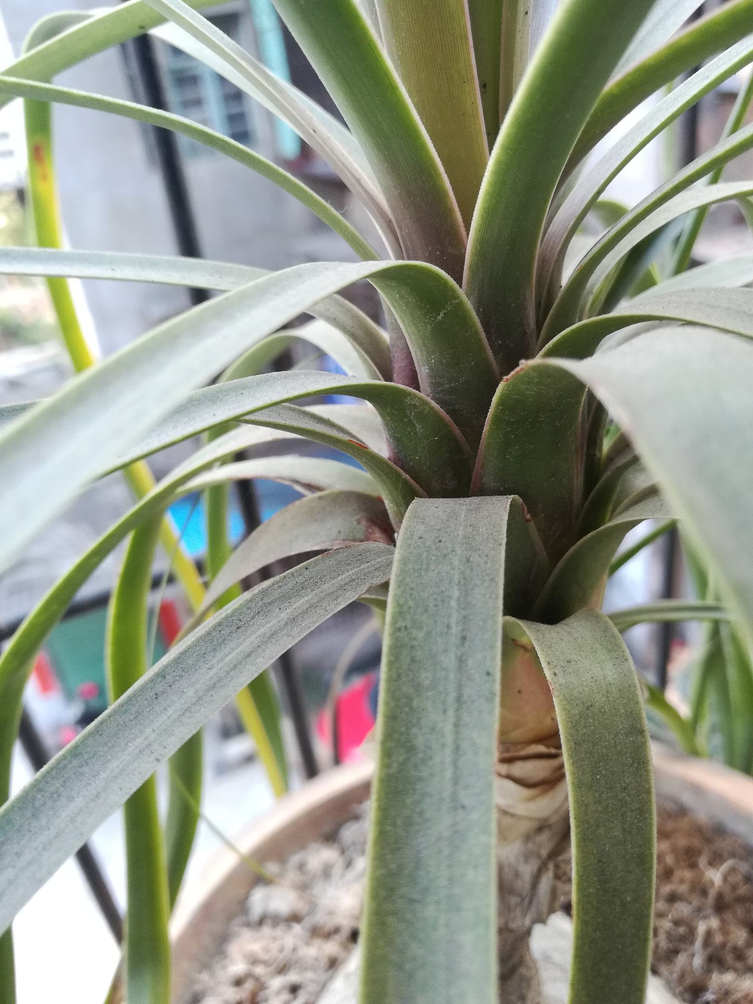 HUAWEI c??Eu?s 6X sample photo