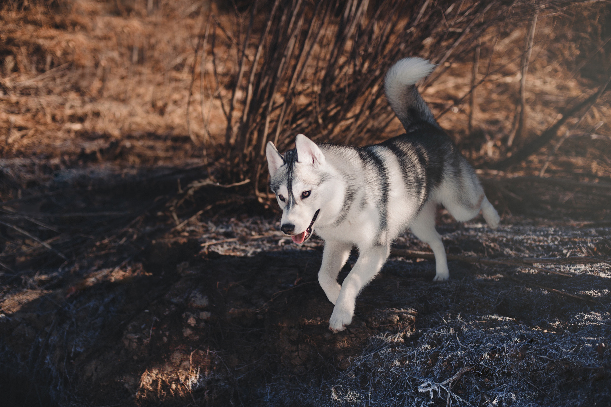 Nikon D700 + Nikon AF Nikkor 50mm F1.4D sample photo. Husky jump photography