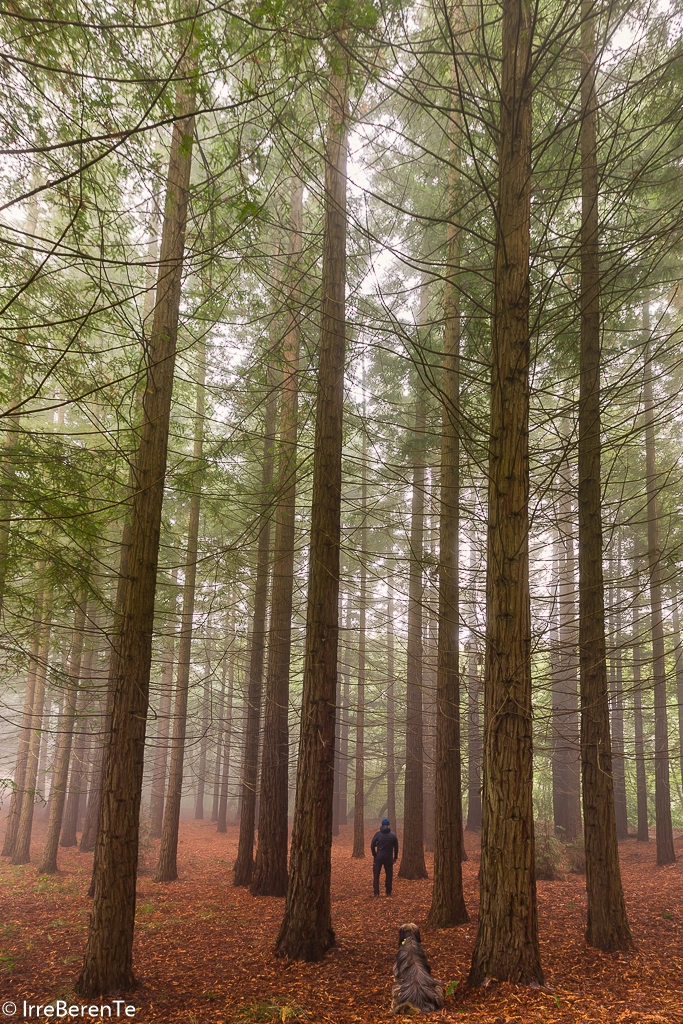 Canon EF 16-35mm F2.8L II USM sample photo. Breathing forest photography