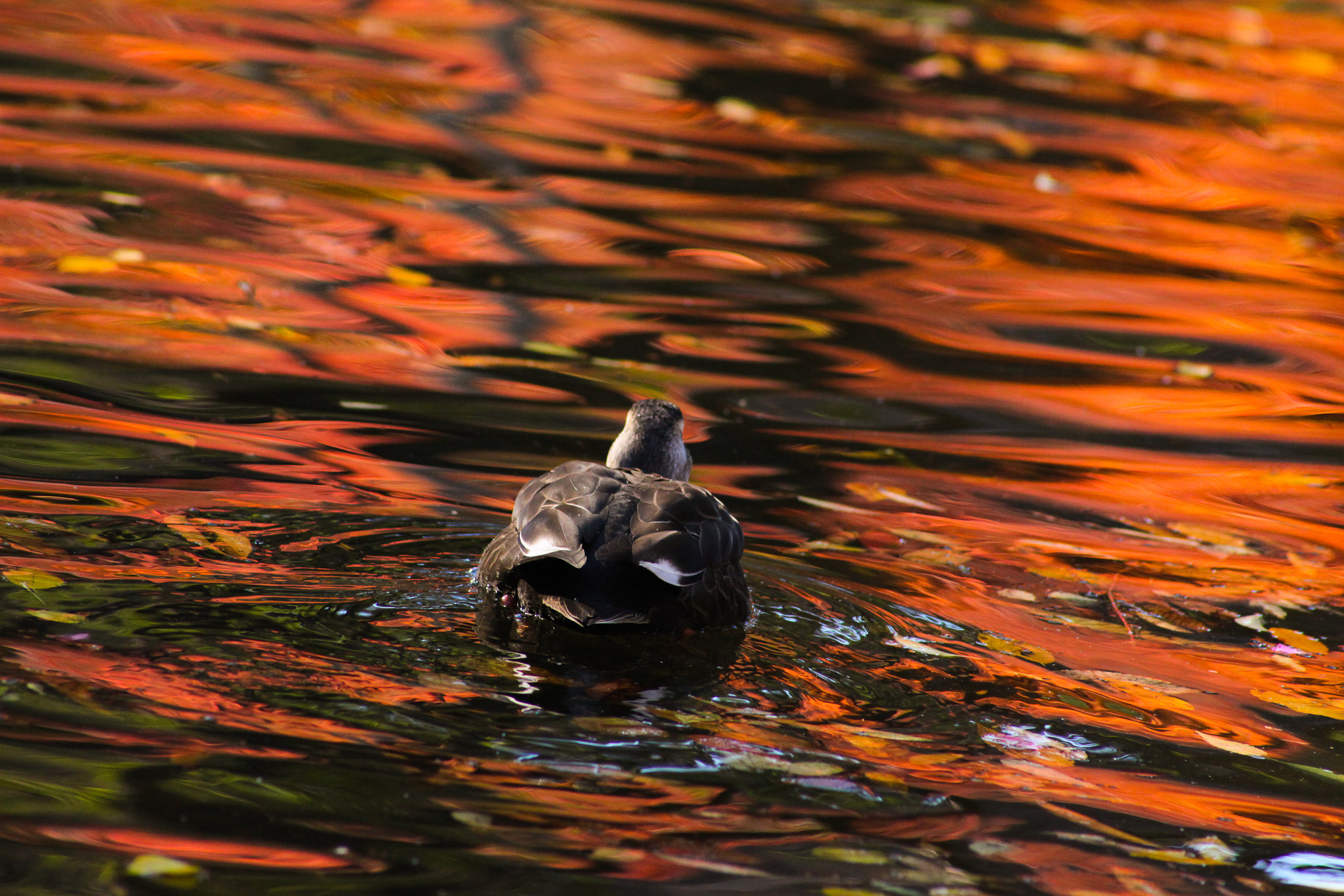 Canon EOS 5D Mark II sample photo. 赤い海へ photography