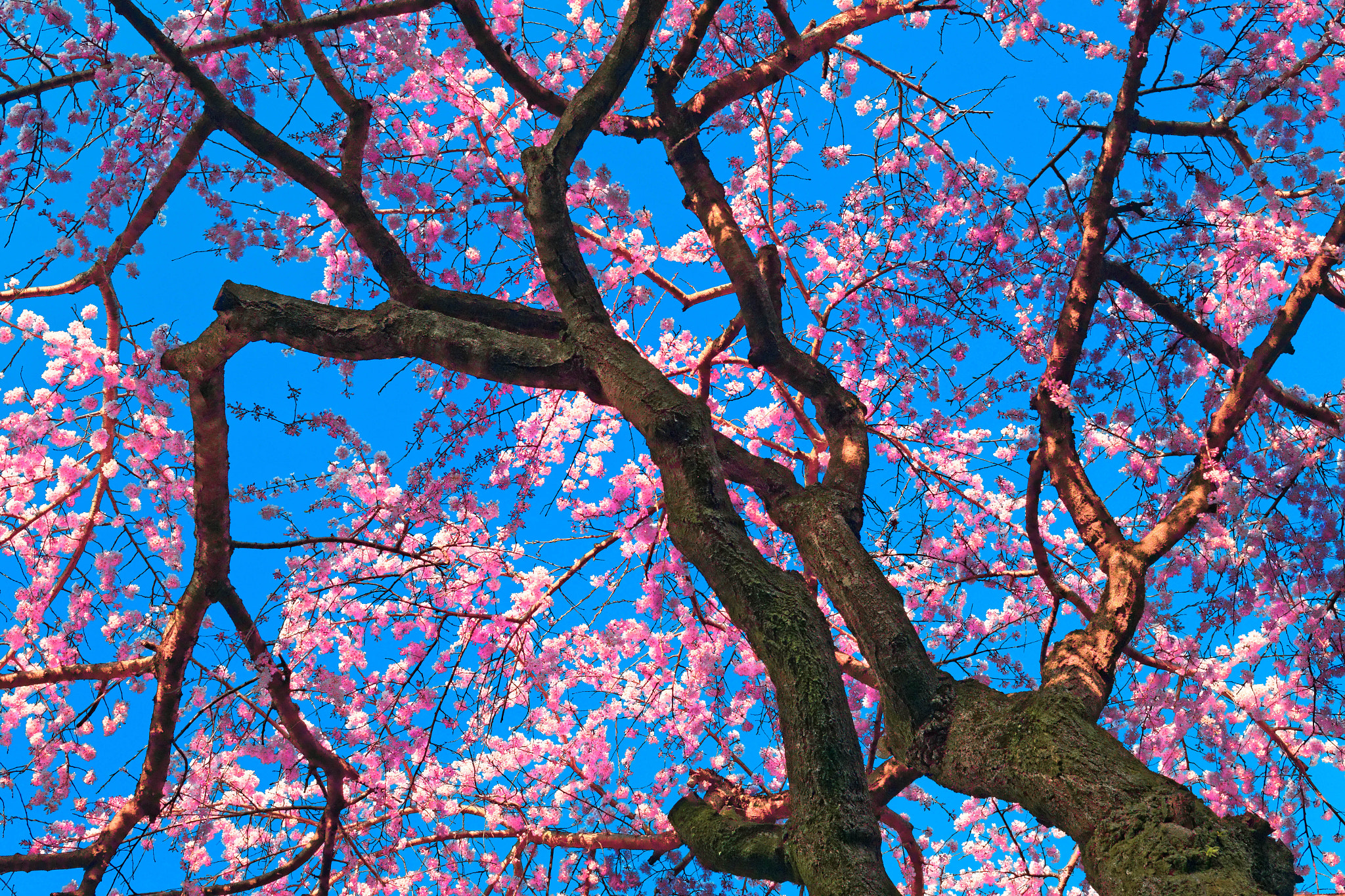 Canon EOS 6D sample photo. Sakura in kyoto photography