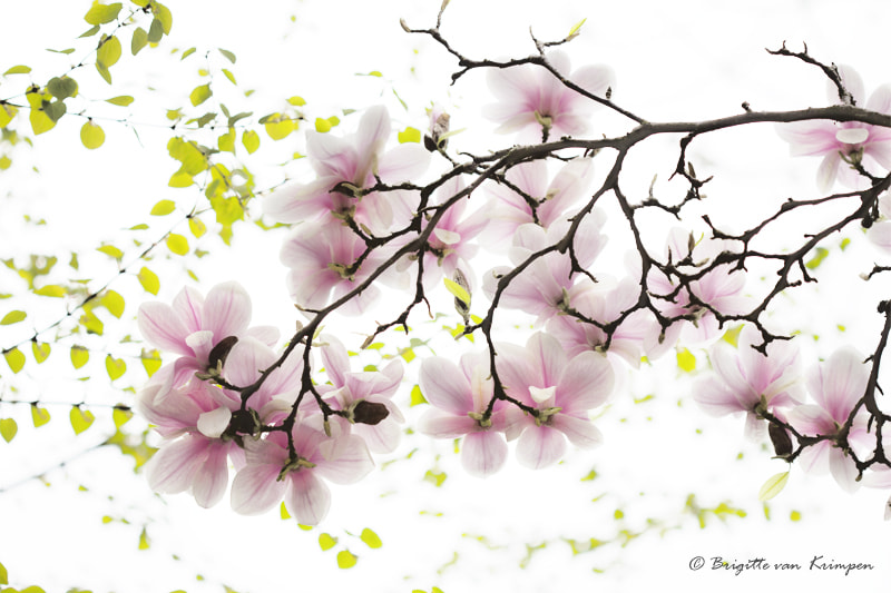 Canon EF 100mm F2.8 Macro USM sample photo. Seika photography