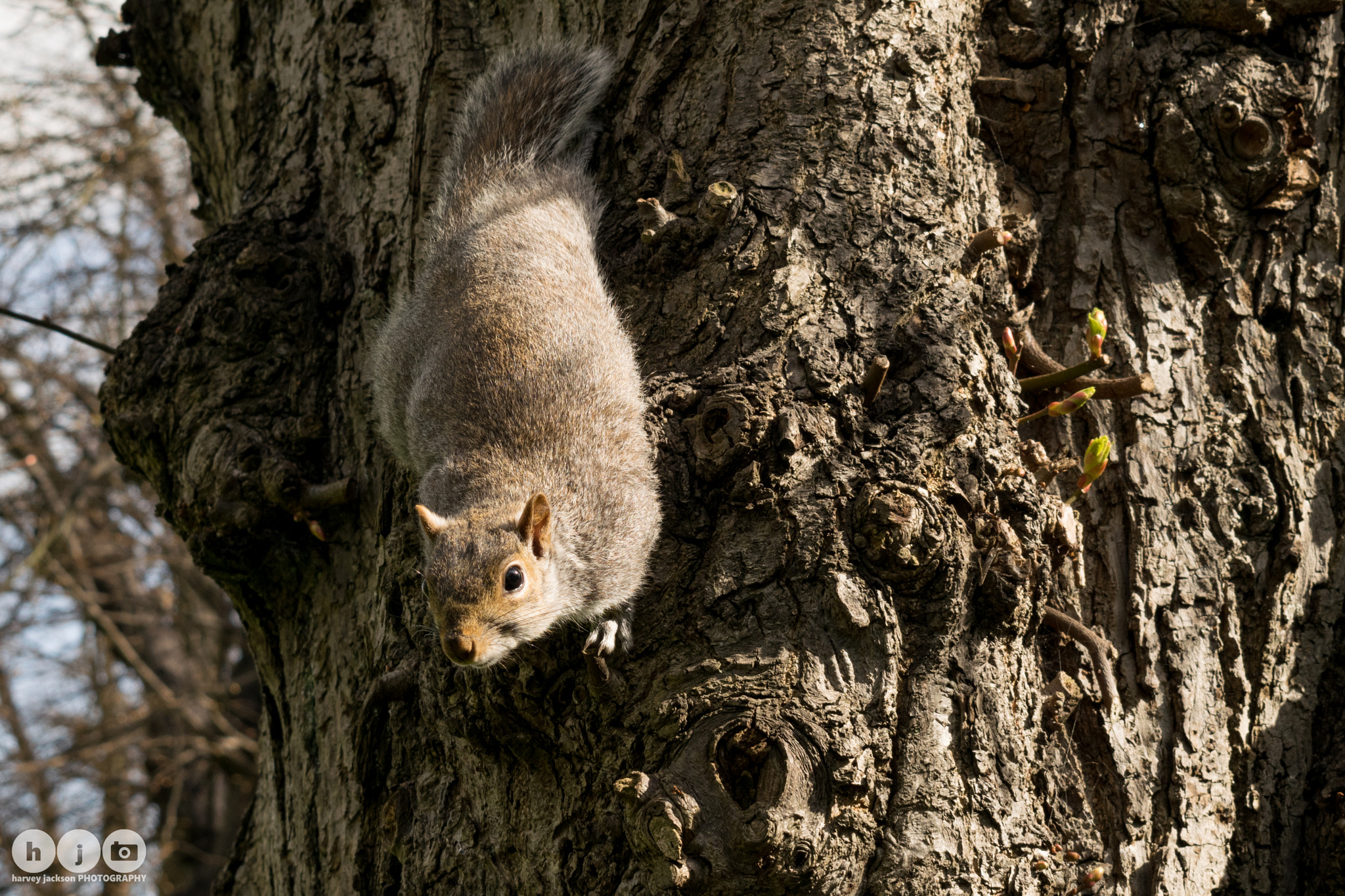 Nikon D3300 sample photo. Surprise squirrel photography