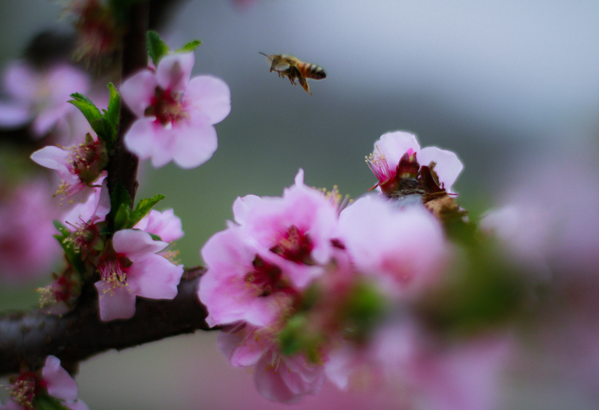 Canon EOS 7D + Canon EF 50mm F1.4 USM sample photo. Bee photography