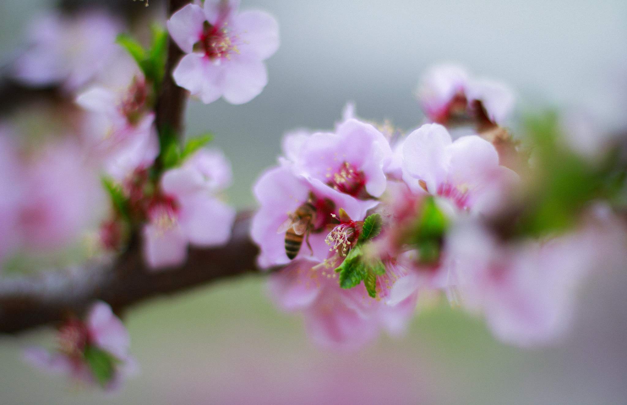 Canon EOS 7D + Canon EF 50mm F1.4 USM sample photo. Bee photography