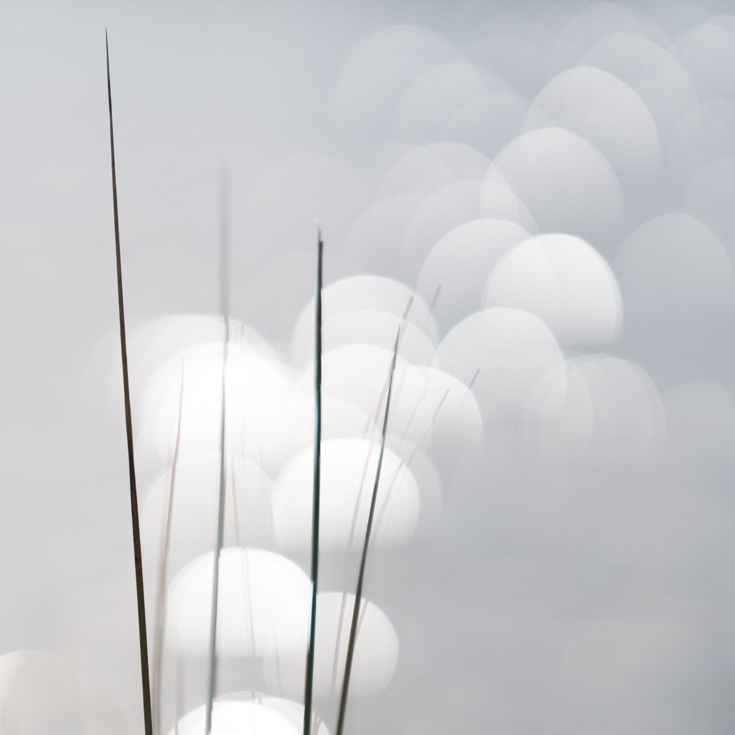 Sony a7R II + Sony FE 85mm F1.4 GM sample photo. Grasses in the water photography