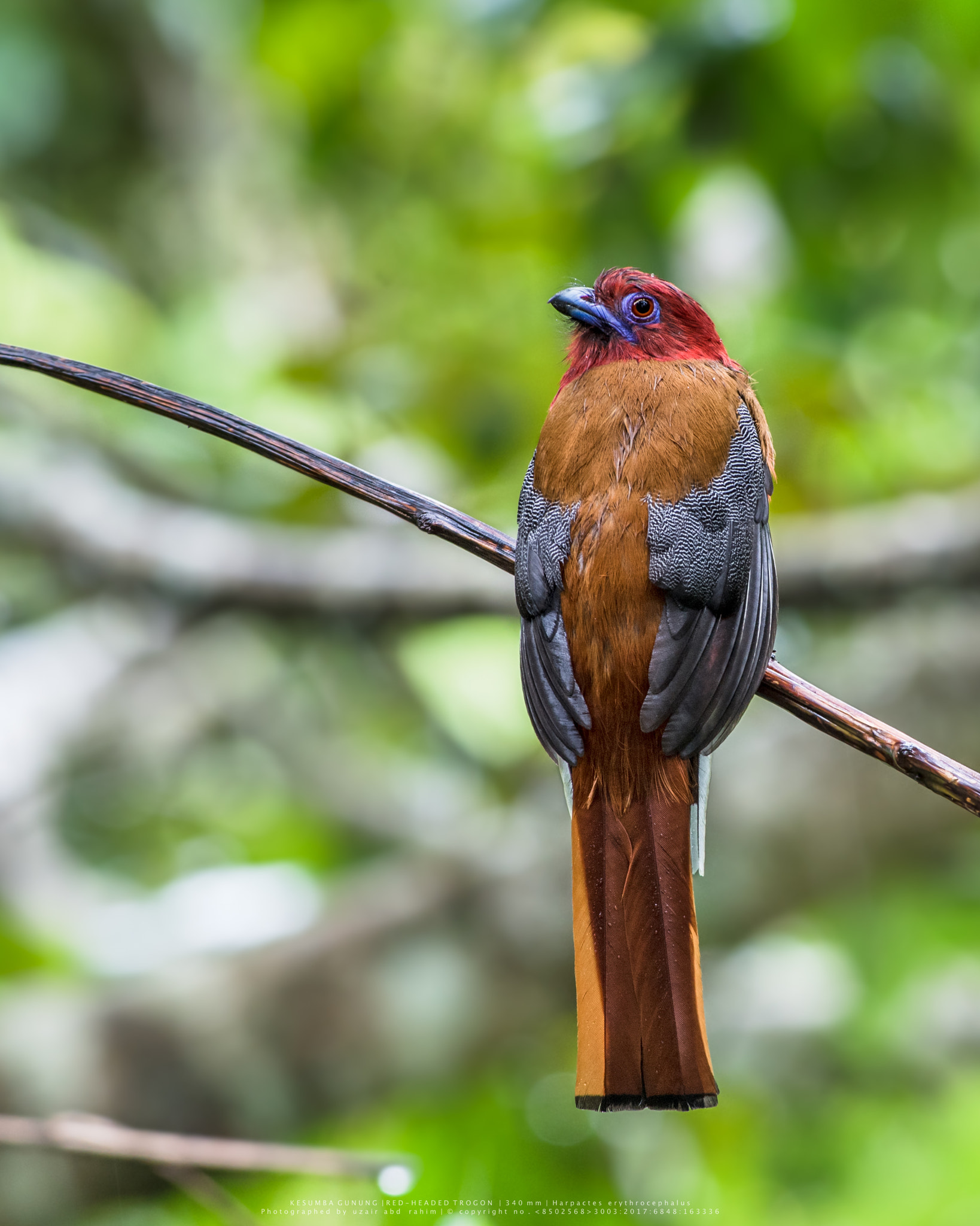 Nikon D810 + Nikon AF-S Nikkor 300mm F2.8G ED VR II sample photo. Red-headed trogon..after the rain photography