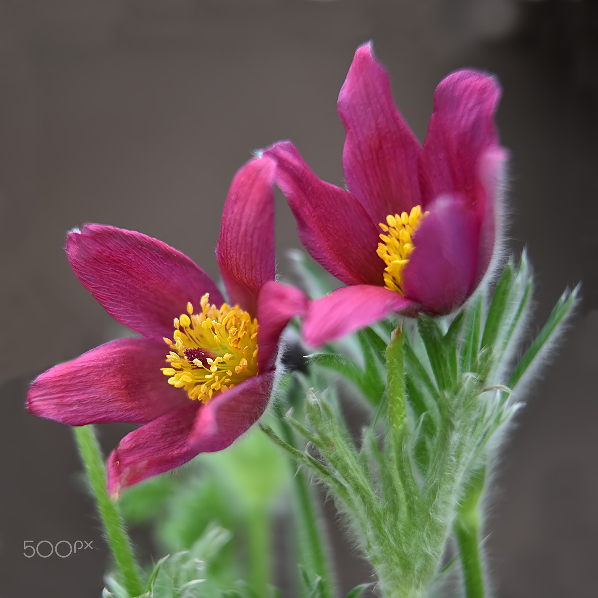 AF Nikkor 70-210mm f/4-5.6D sample photo. Pulsatilla photography